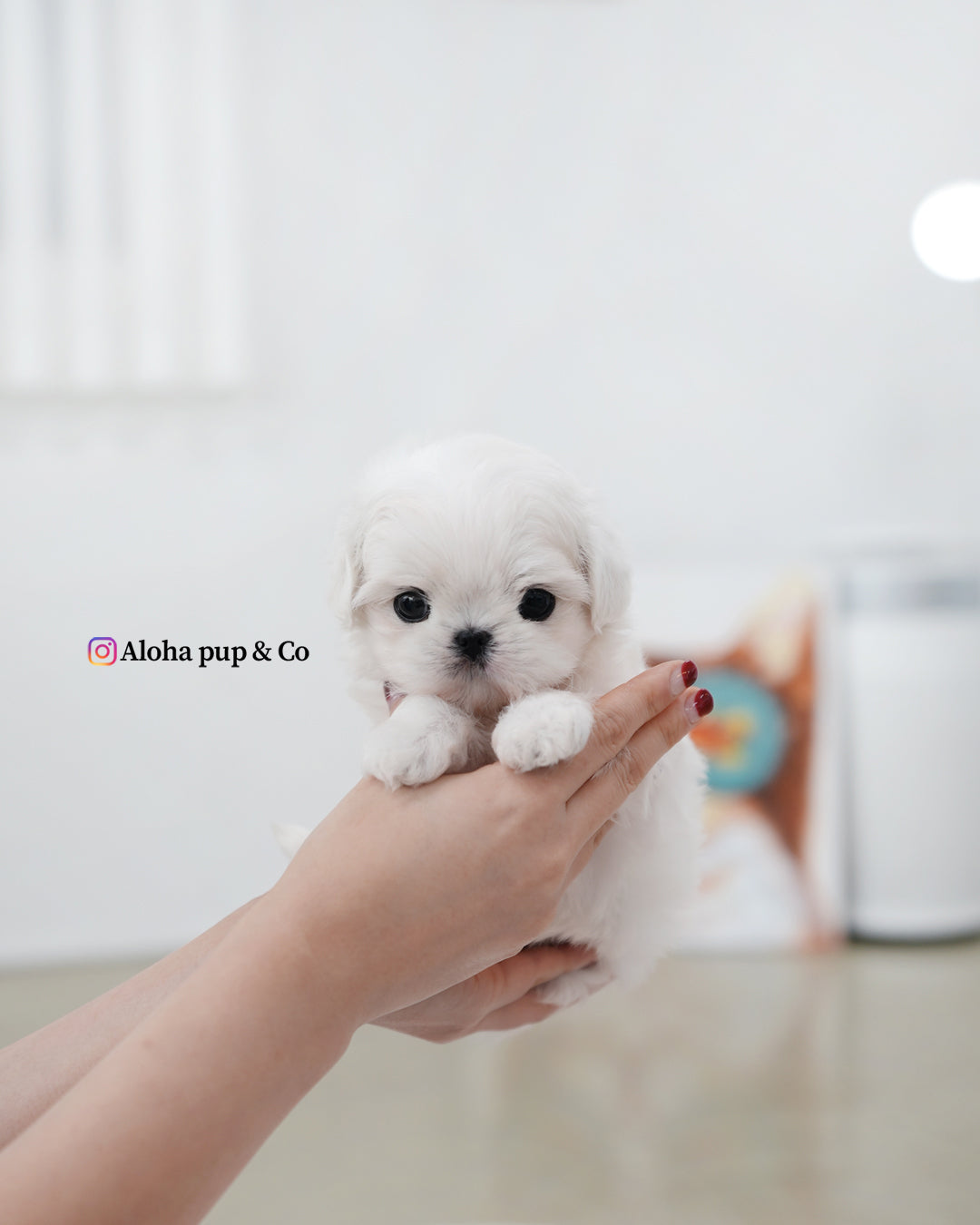 Daon [TEACUP MALTESE]