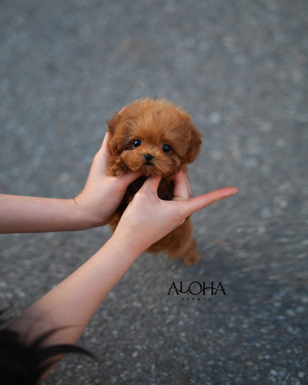 Ace [TEACUP POODLE]