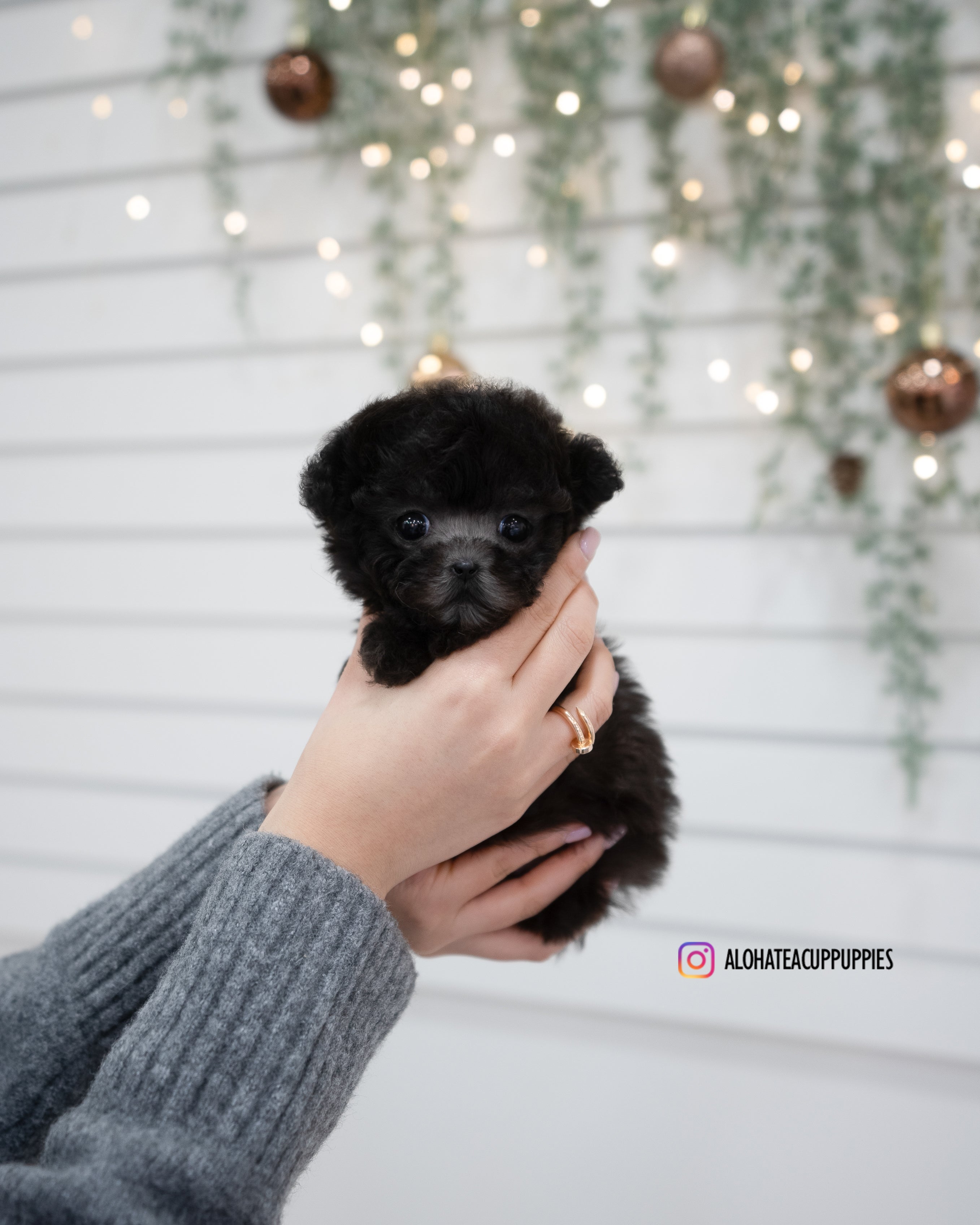 Odette [TEACUP POODLE]