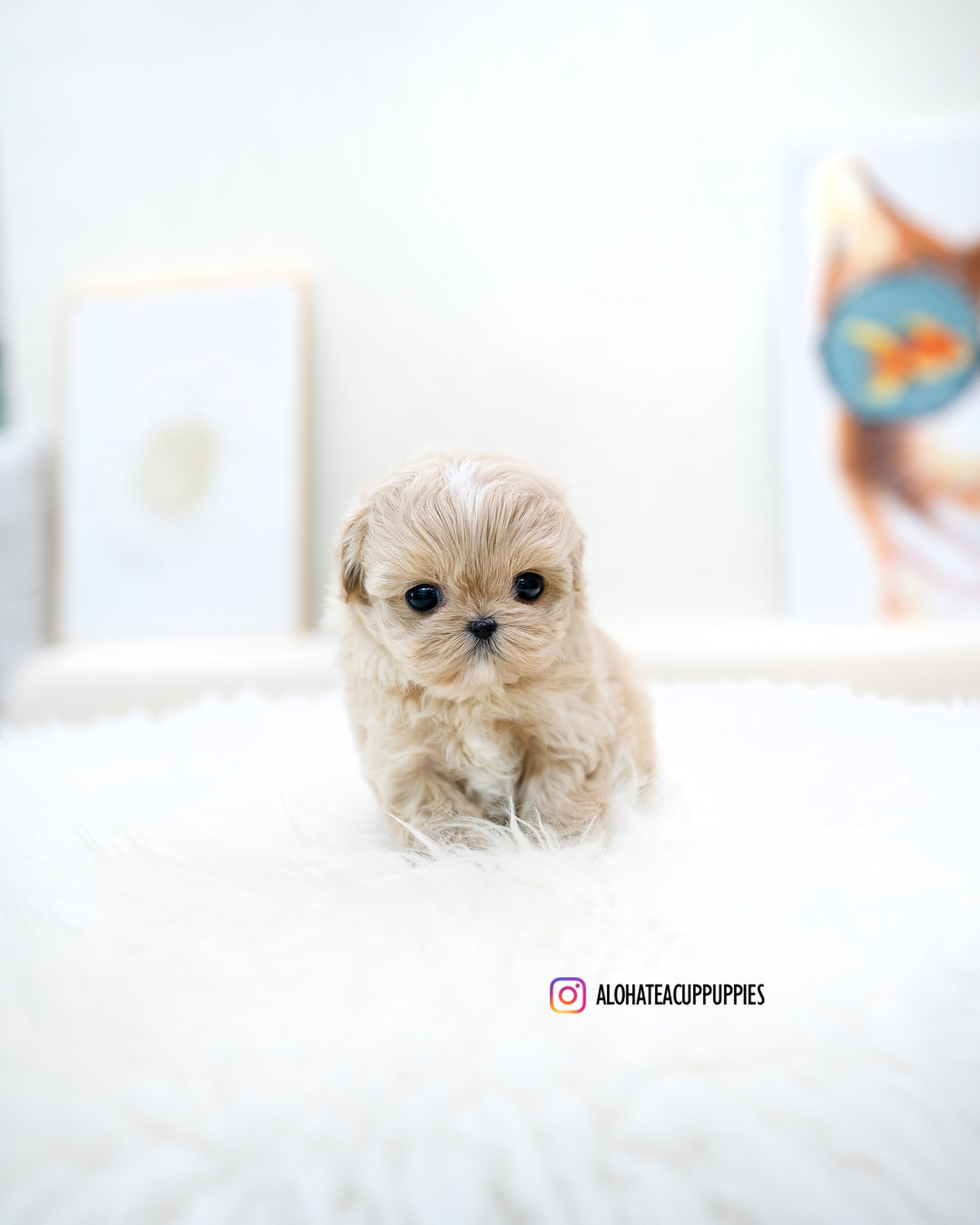 Ronnie [TEACUP MALTIPOO]