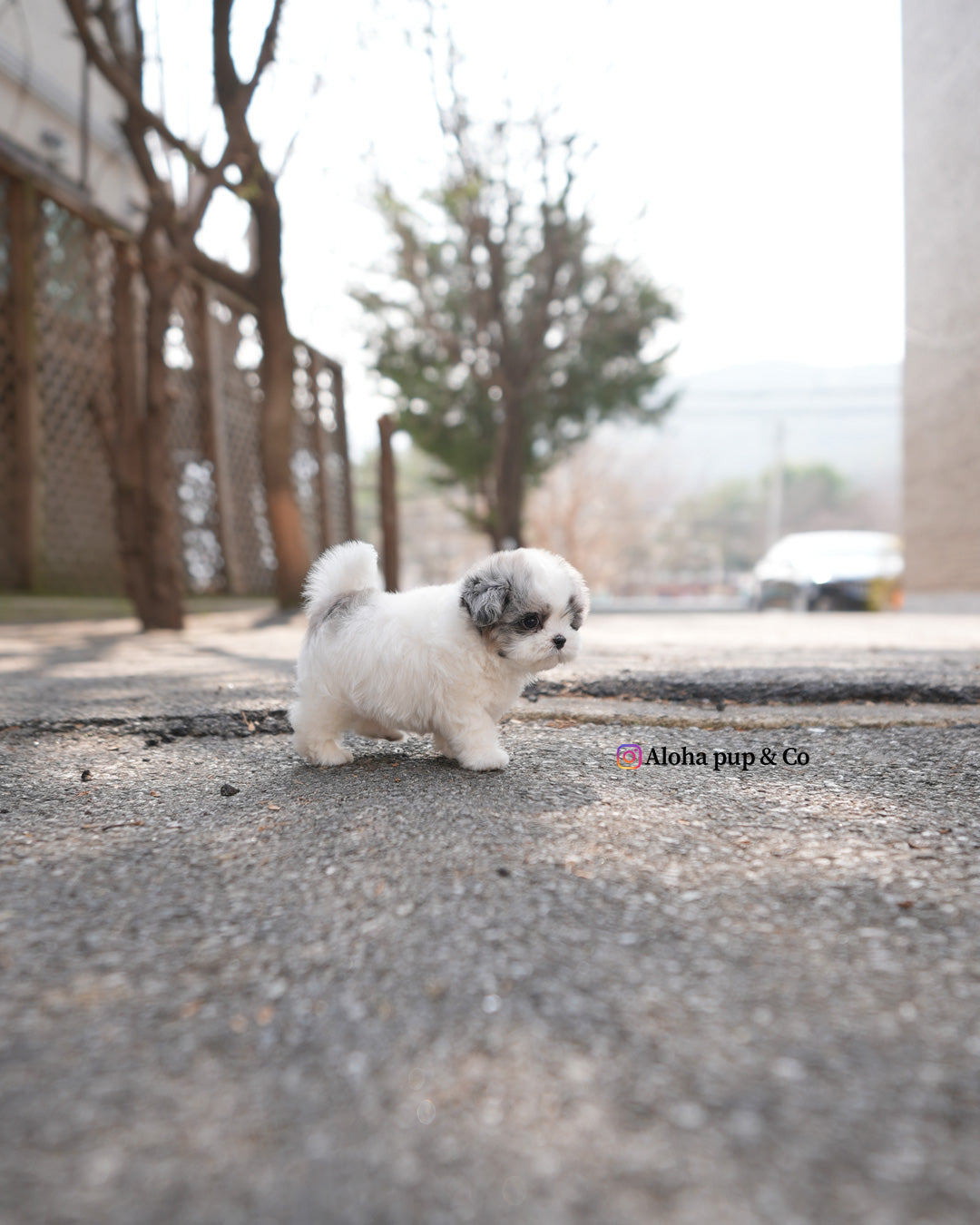 Buddy [TEACUP MALTIPOO]