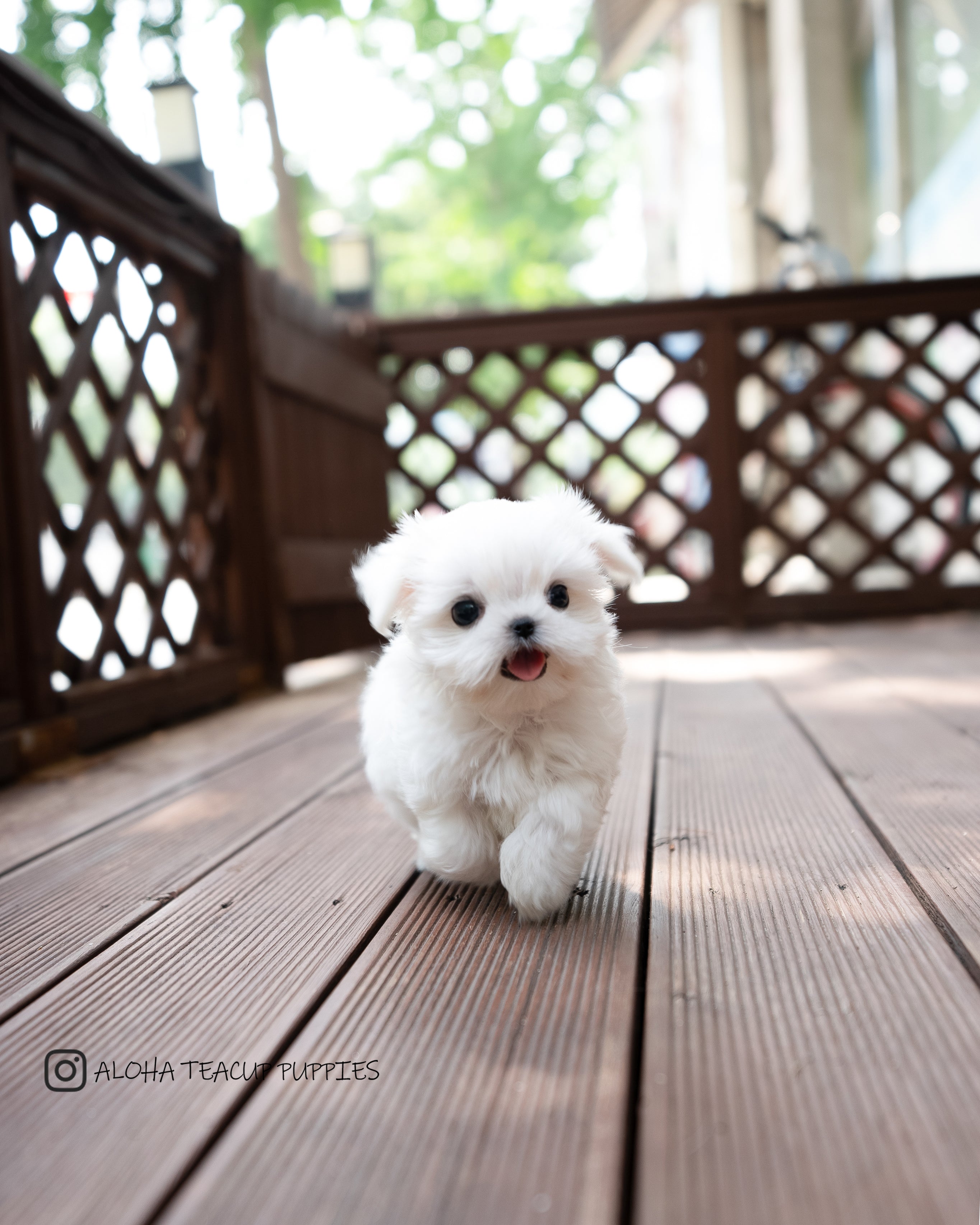 Asher [TEACUP MALTESE]
