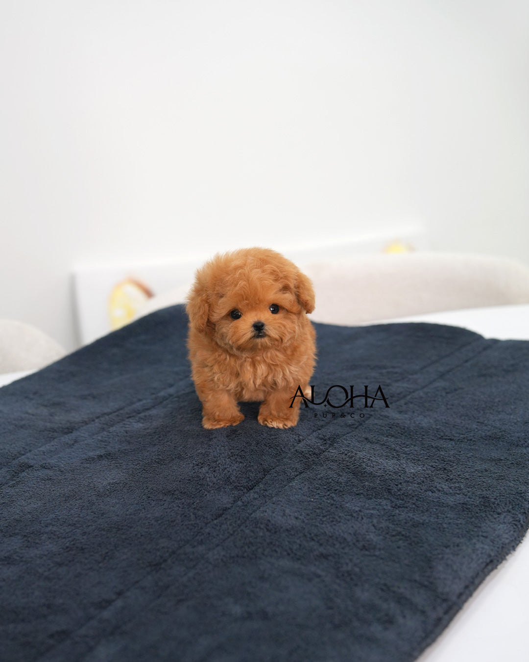 Juno [TEACUP POODLE]
