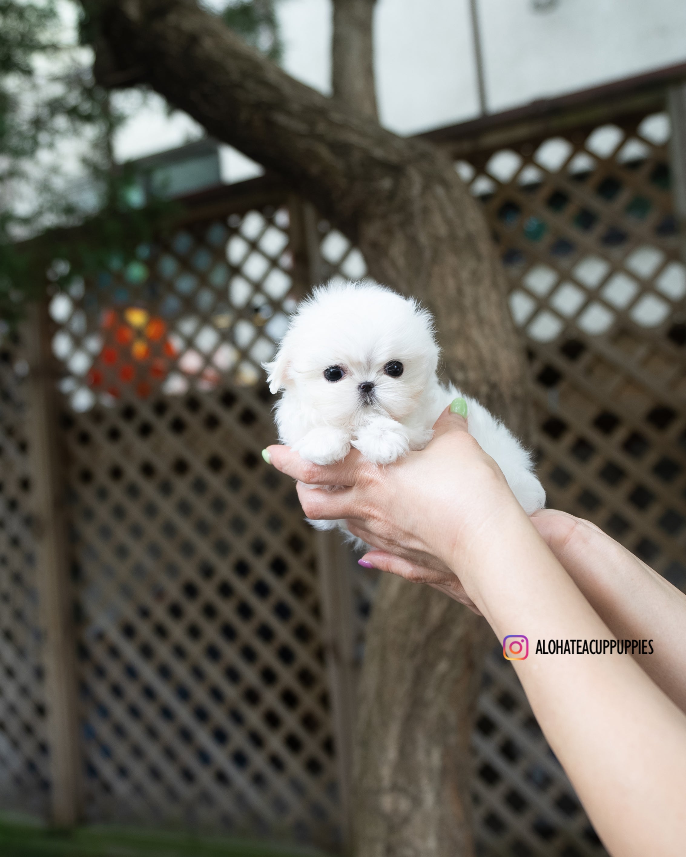 Juliette [TEACUP MALTESE]