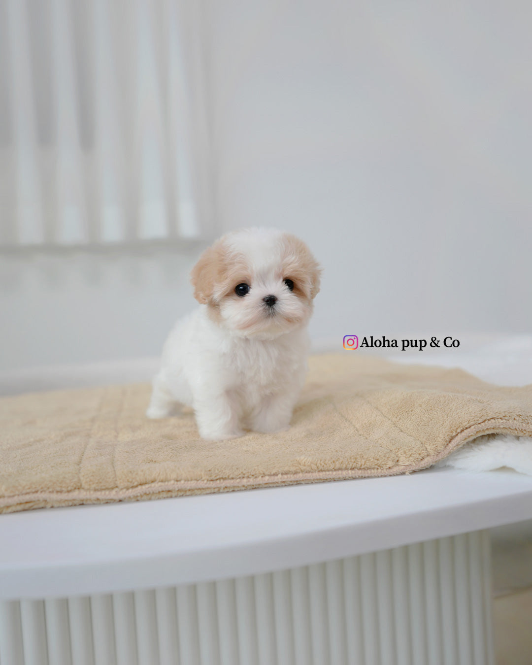 Maisie [TEACUP MALTIPOO]