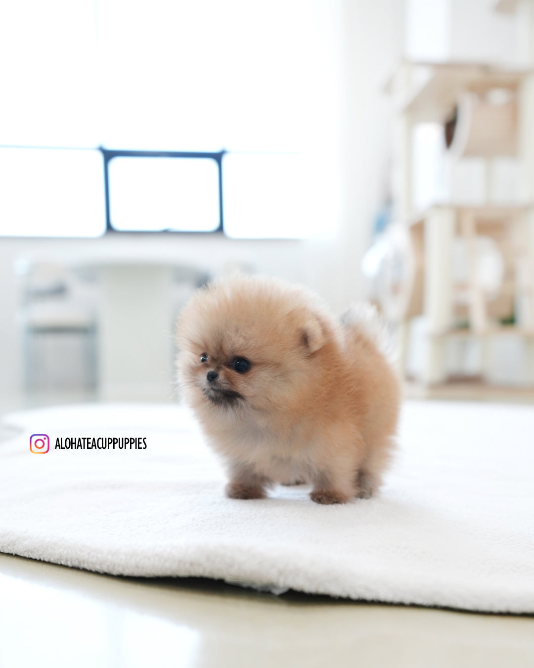 Marco [POMERANIA TAZA DE TÉ]