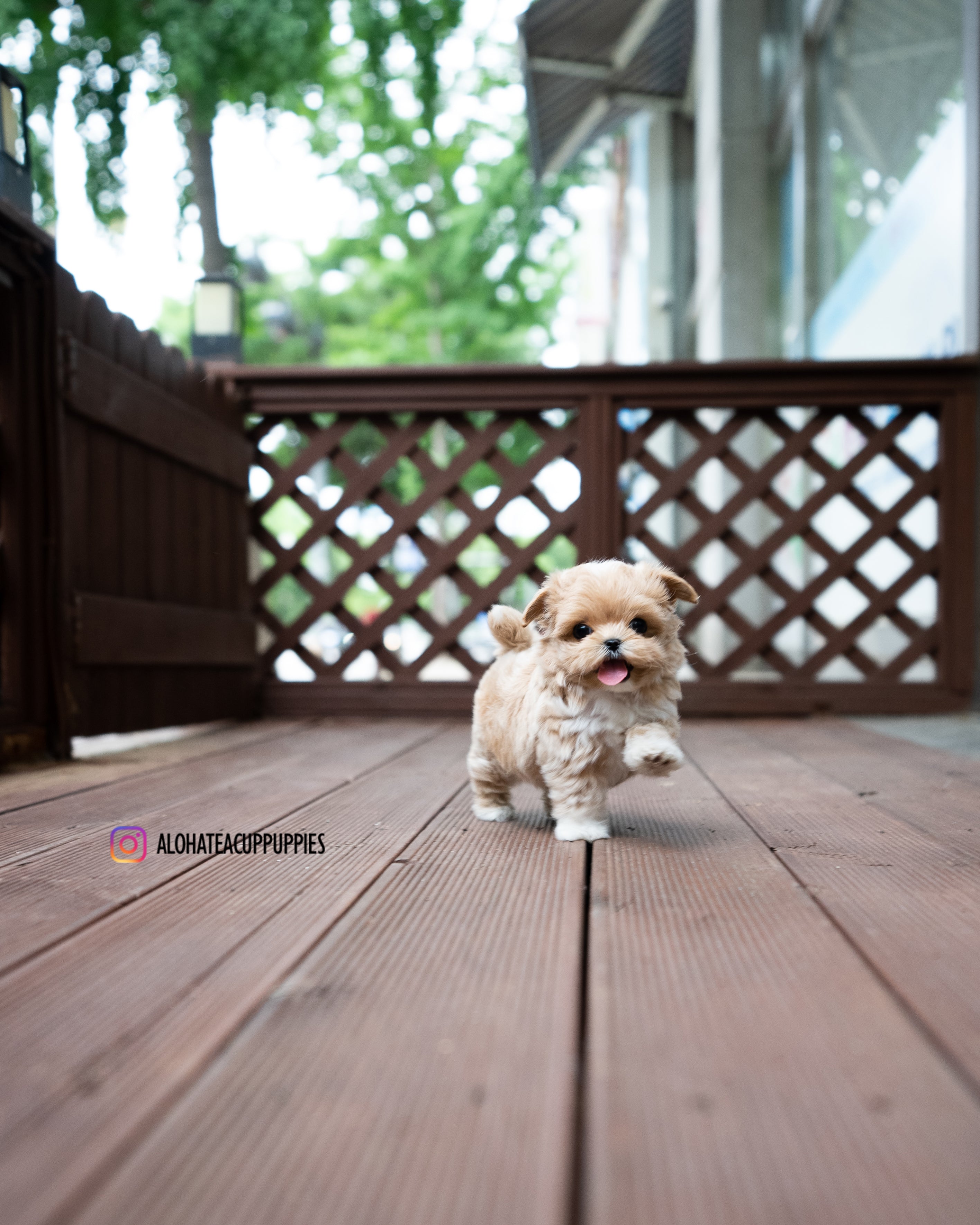 Harry [TEACUP MALTIPOO]