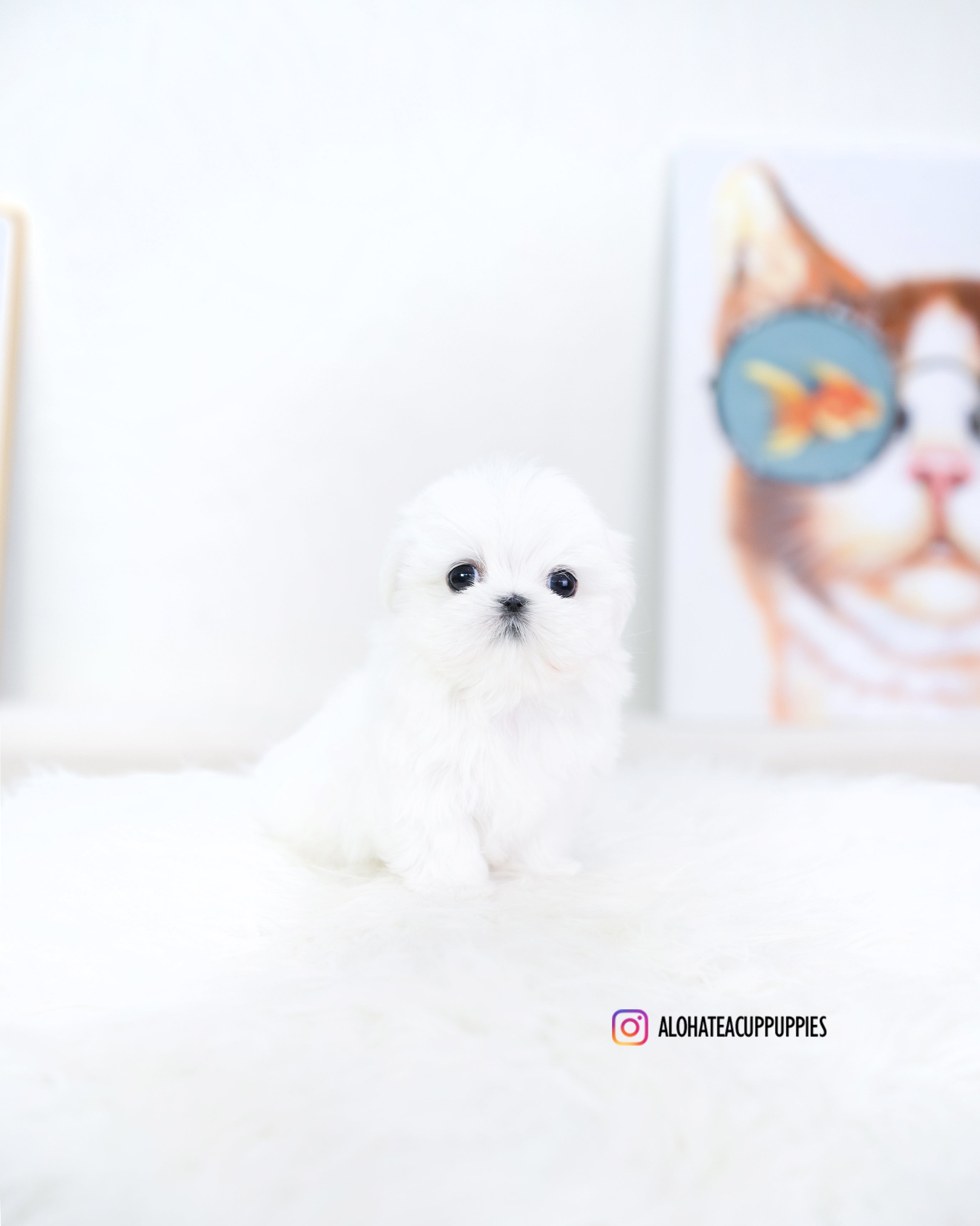 Reese [TEACUP MALTESE]