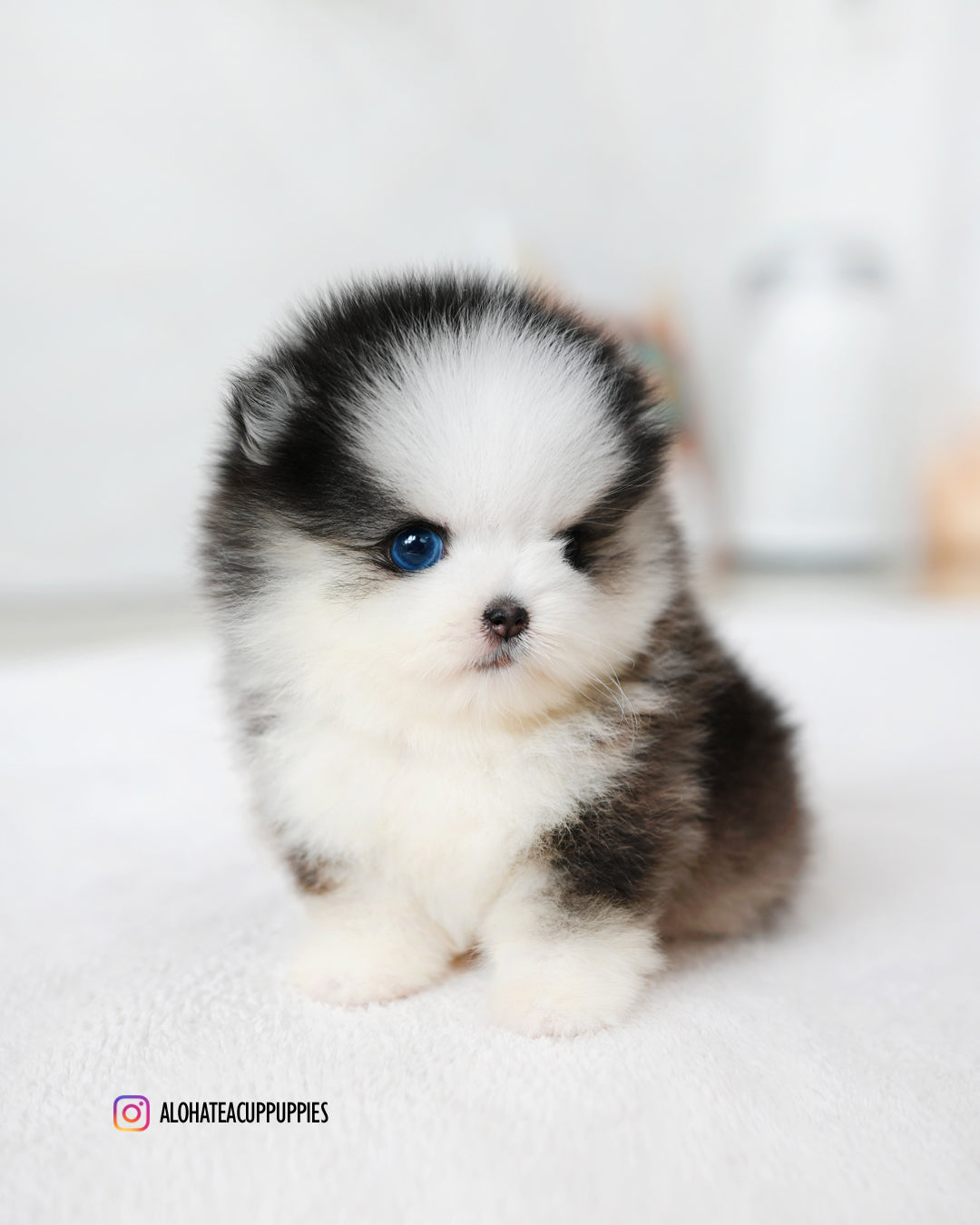 Chopa [Mini Pomsky]
