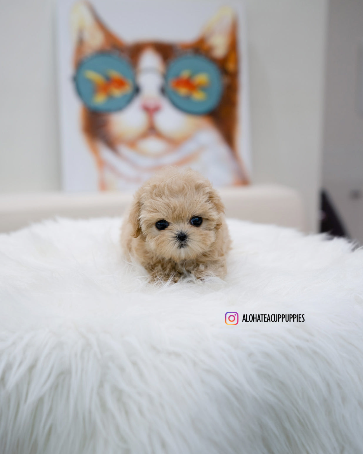 Lizzy [TEACUP MALTIPOO]