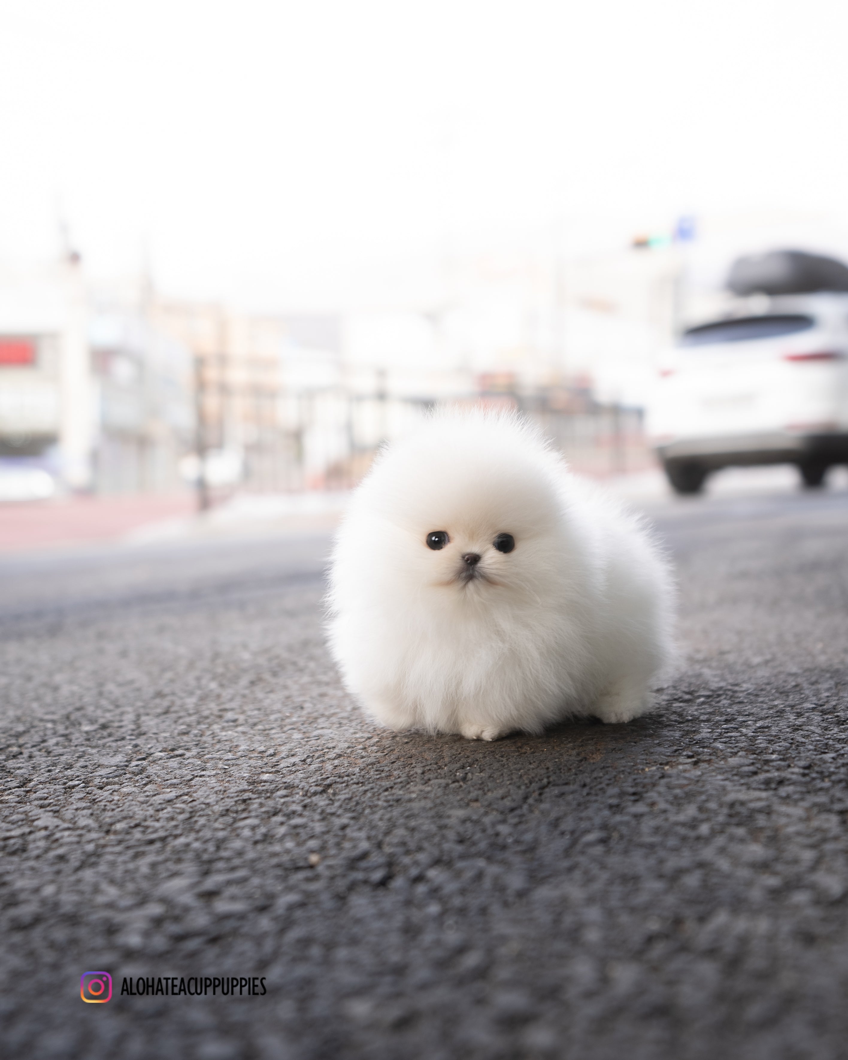 Snow [POMERANIA TACITA DE TÉ]
