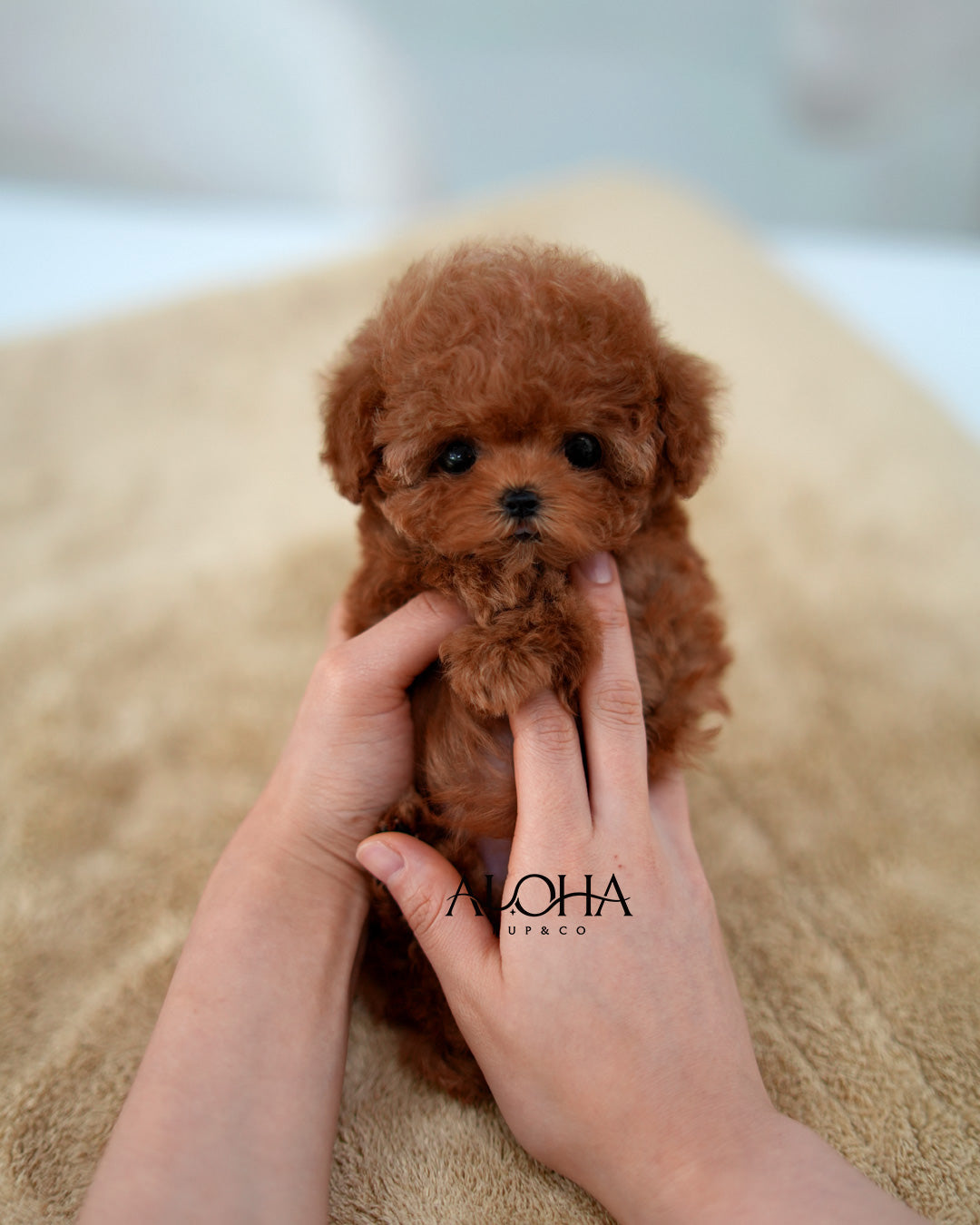 Suzy [TEACUP POODLE]