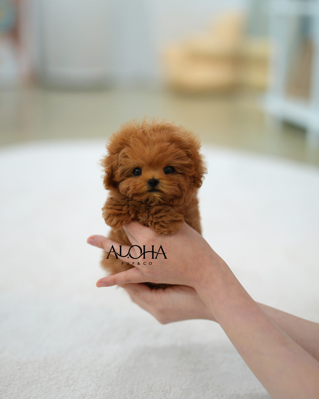 Babe [TEACUP MALTIPOO]