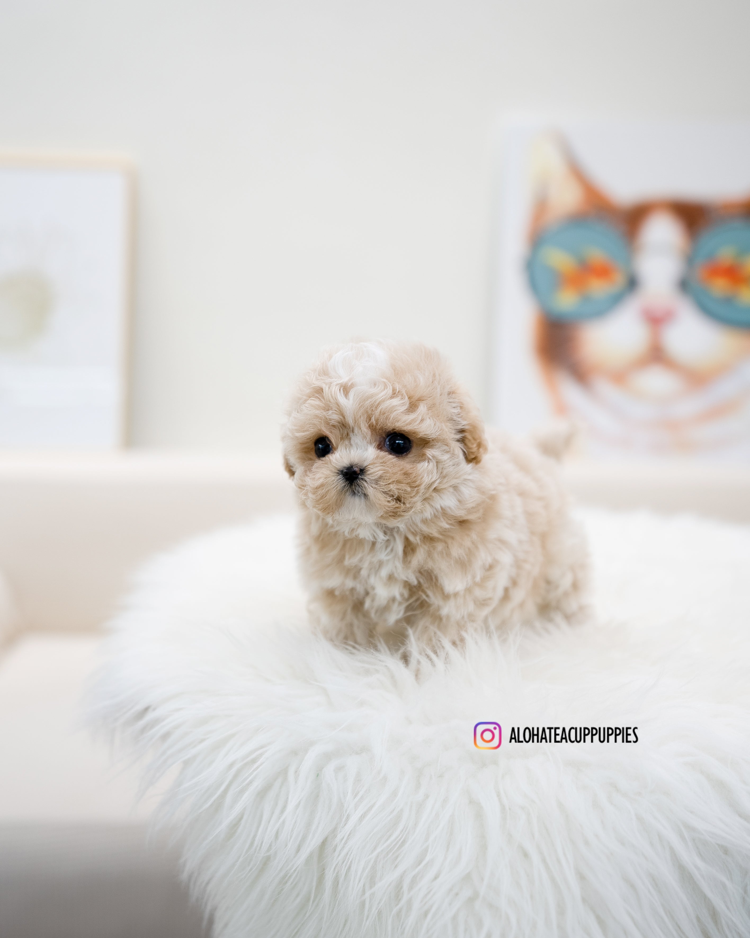Loewe [TEACUP MALTIPOO]