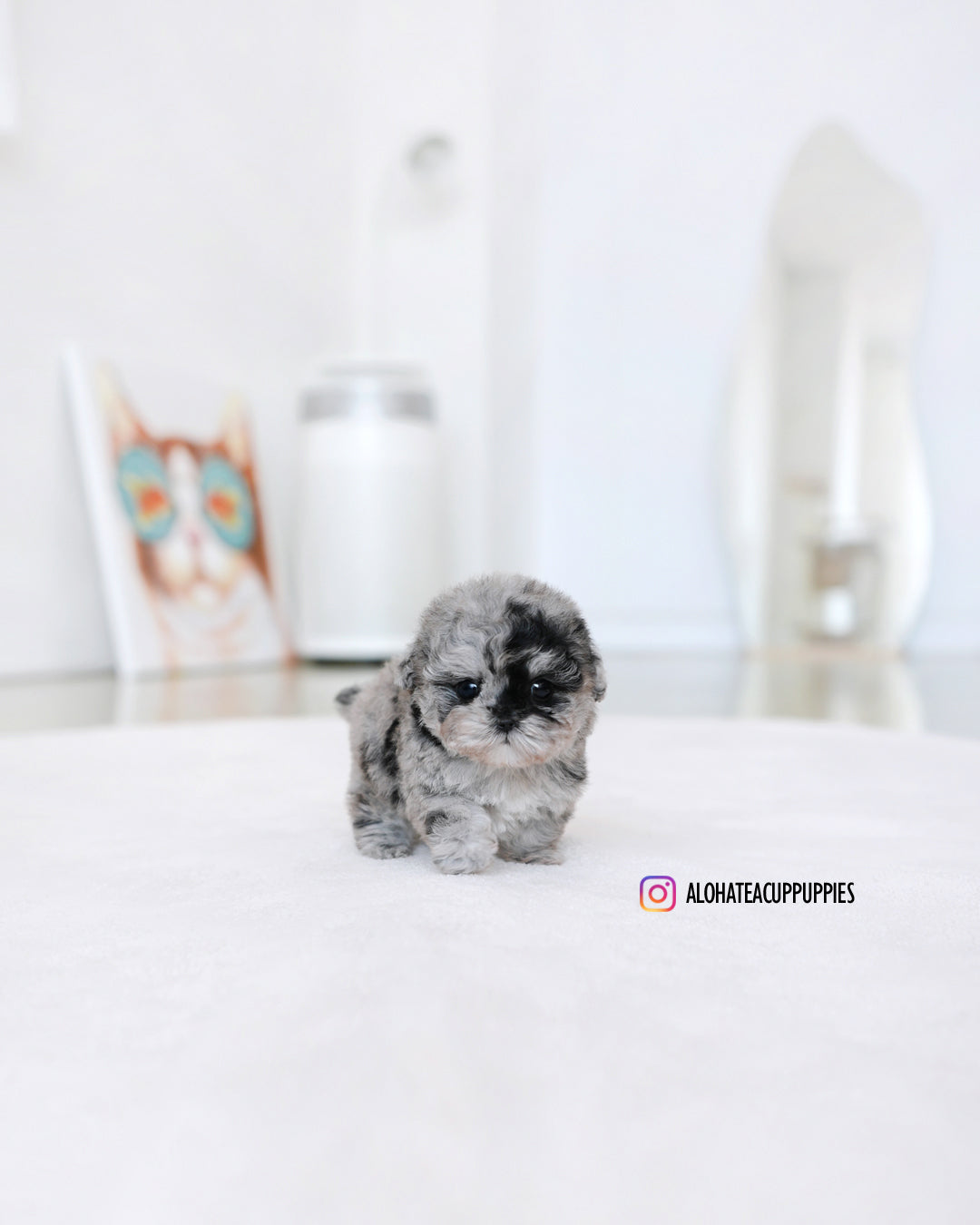 Moon [TEACUP POODLE]