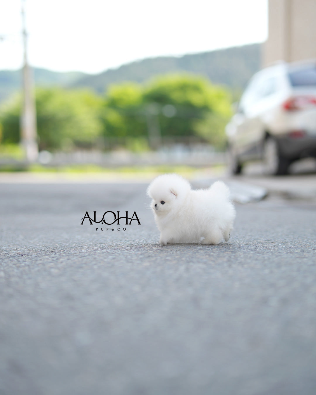 兰博 [茶杯博美犬]