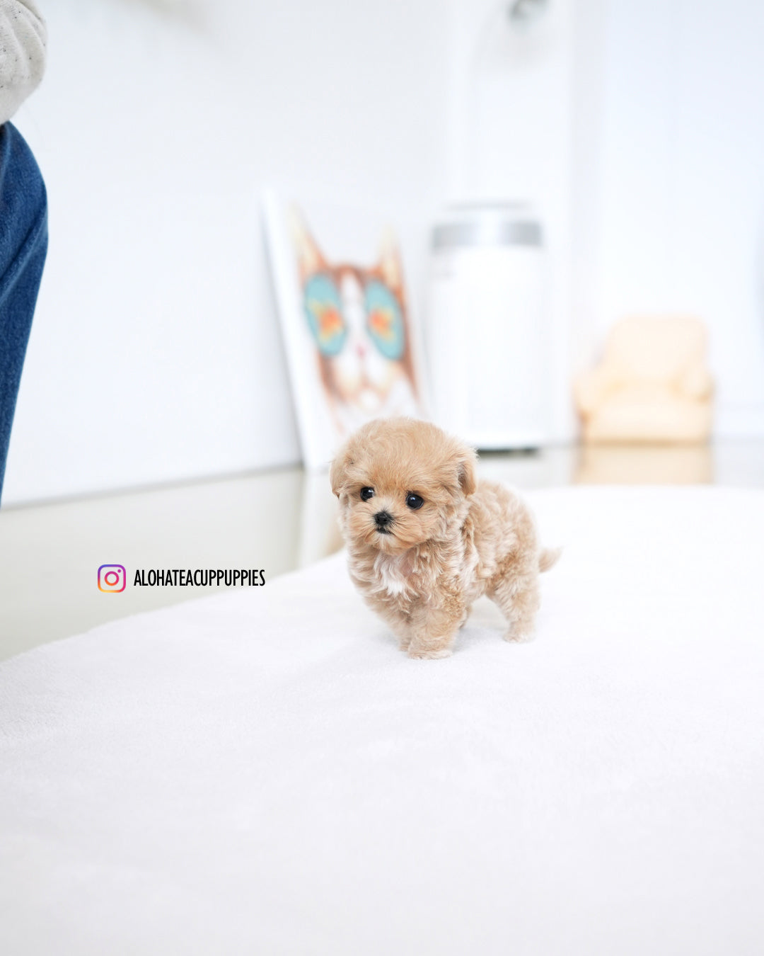 Della [TEACUP MALTIPOO]