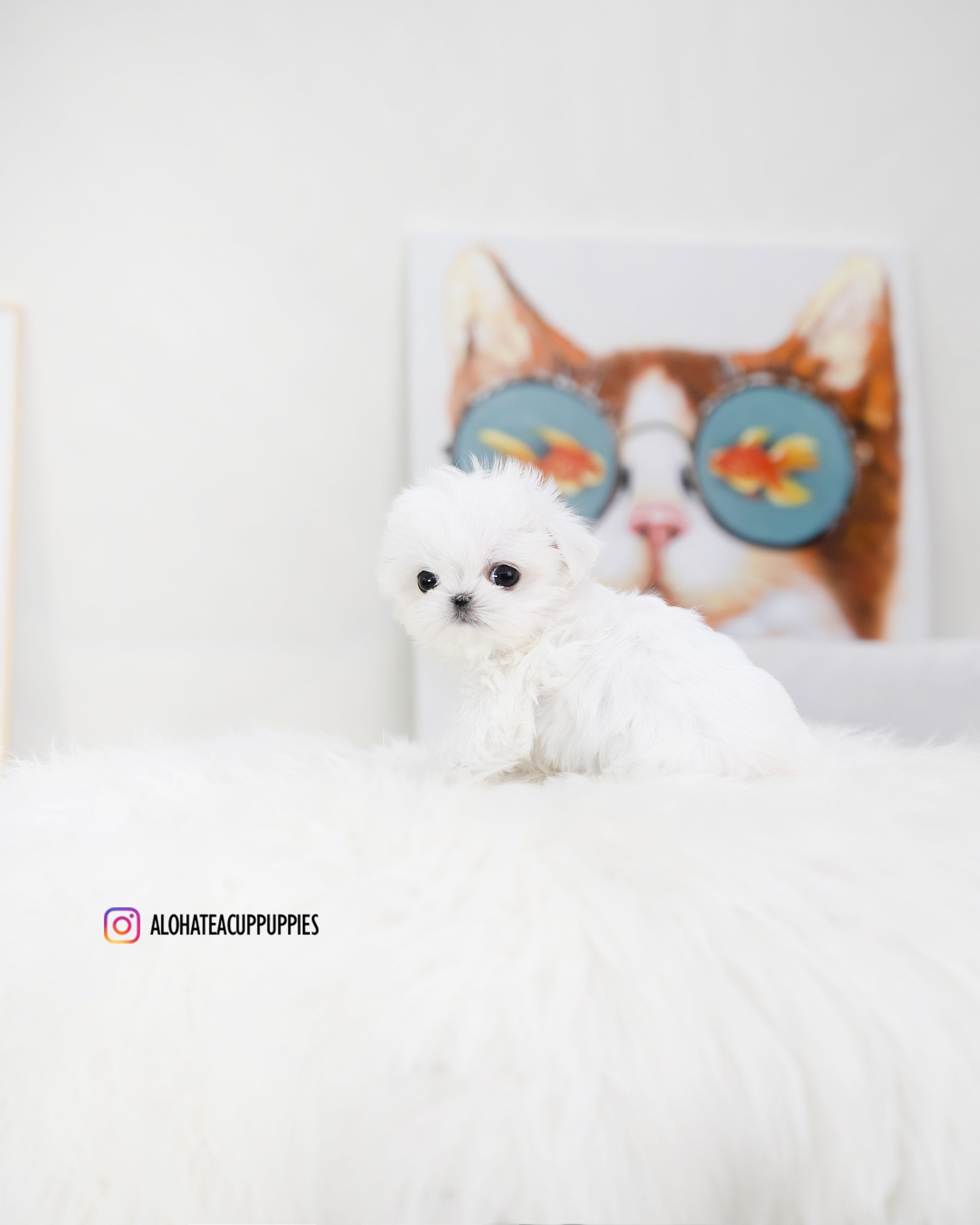 Orion [TEACUP MALTESE]
