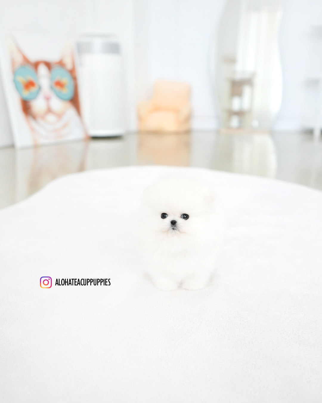Marshmallow [POMERANIA TAZA DE TÉ]