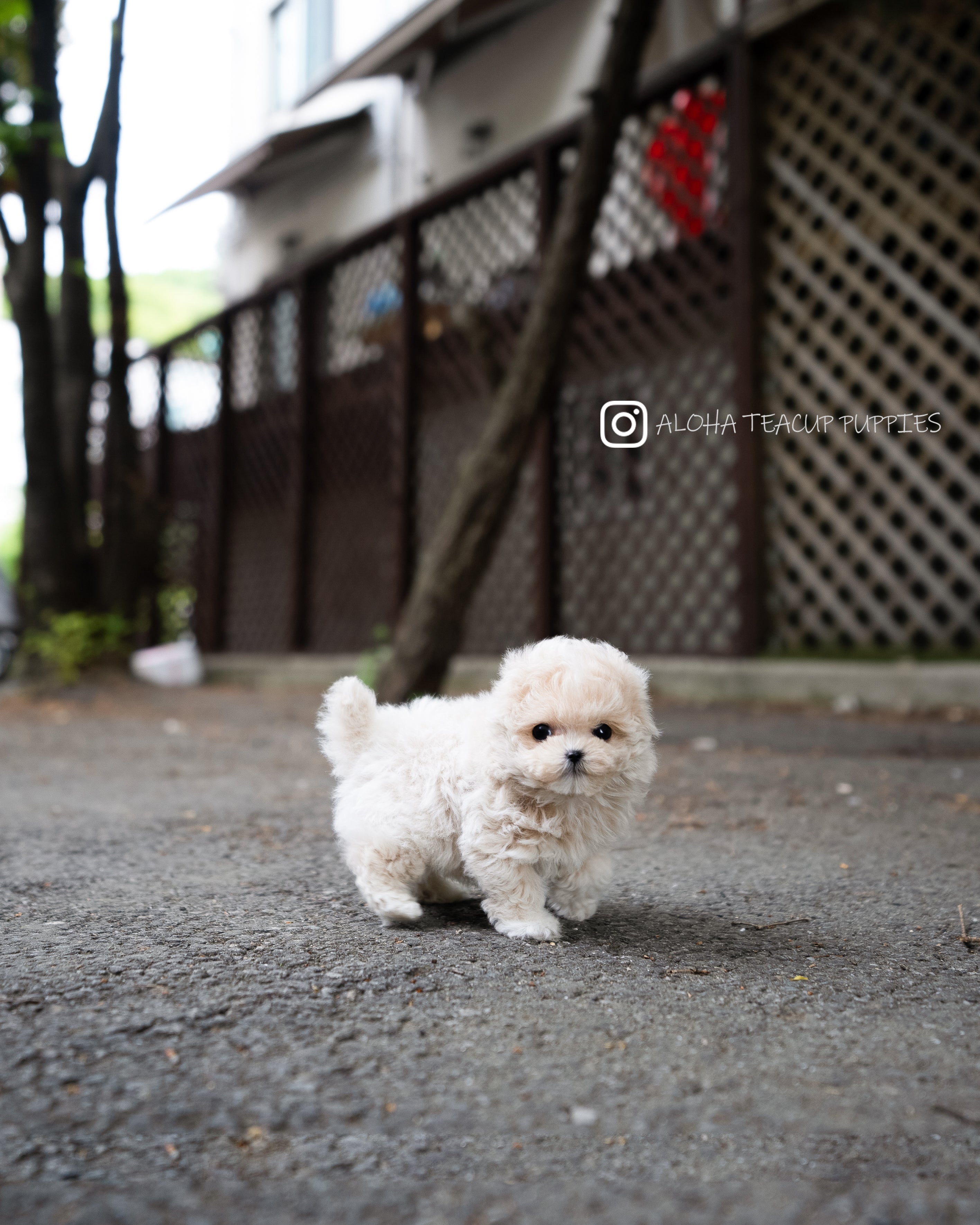 Ozzy [TEACUP MALTIPOO]