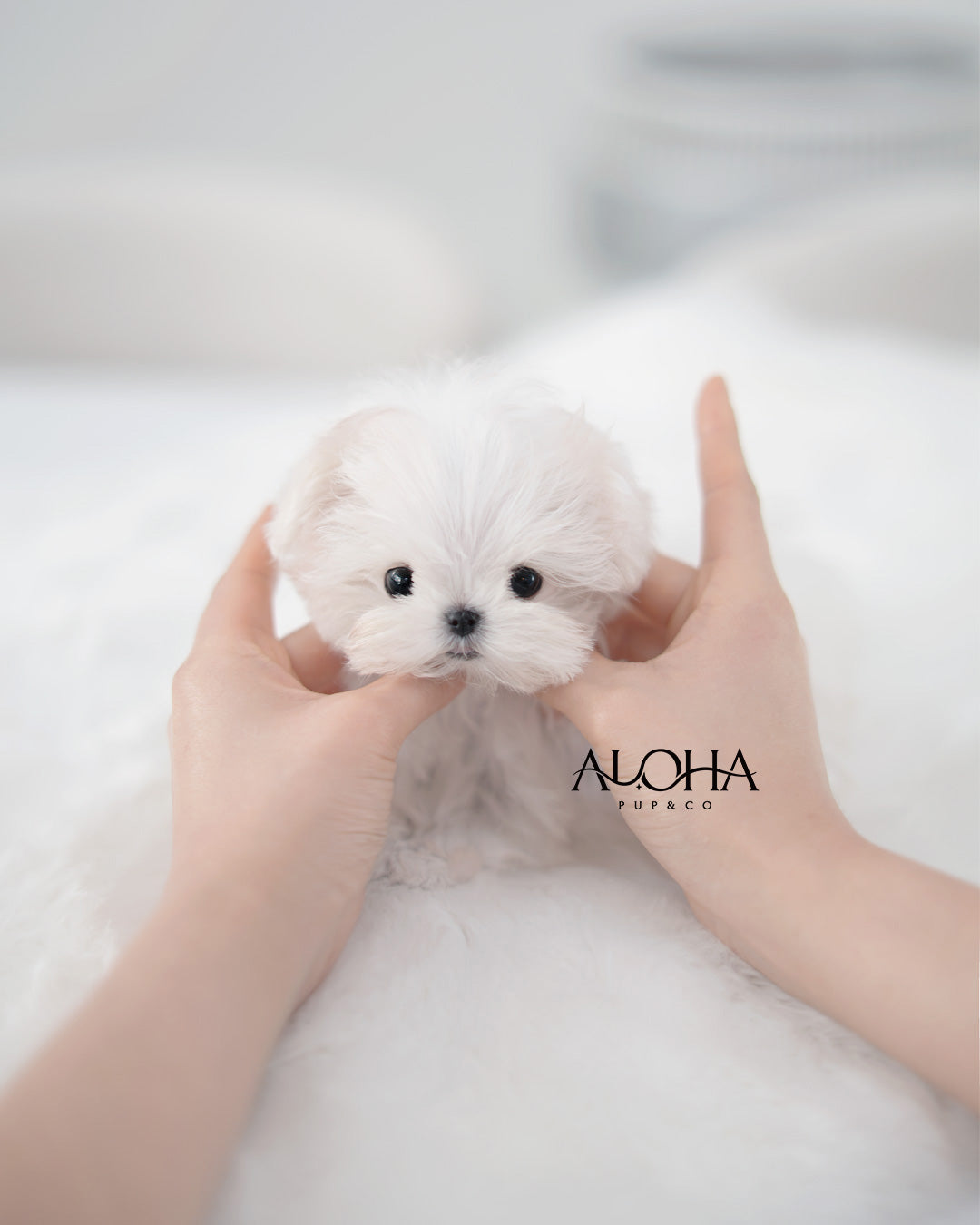 Gino [TEACUP Maltese]