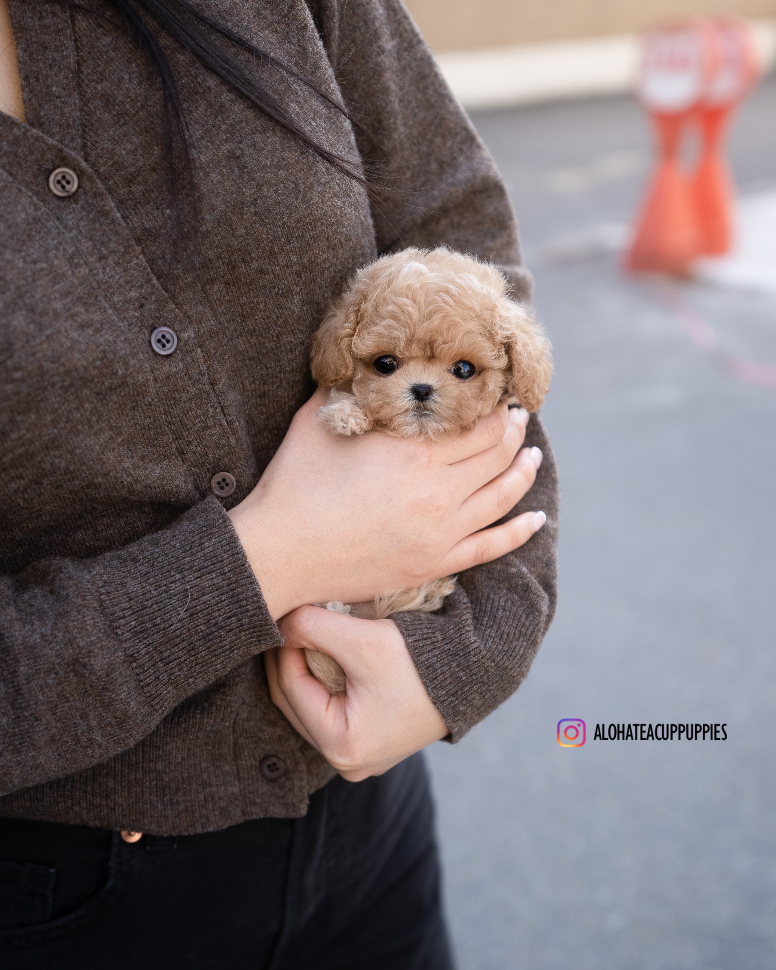 Eris [TEACUP MALTIPOO]