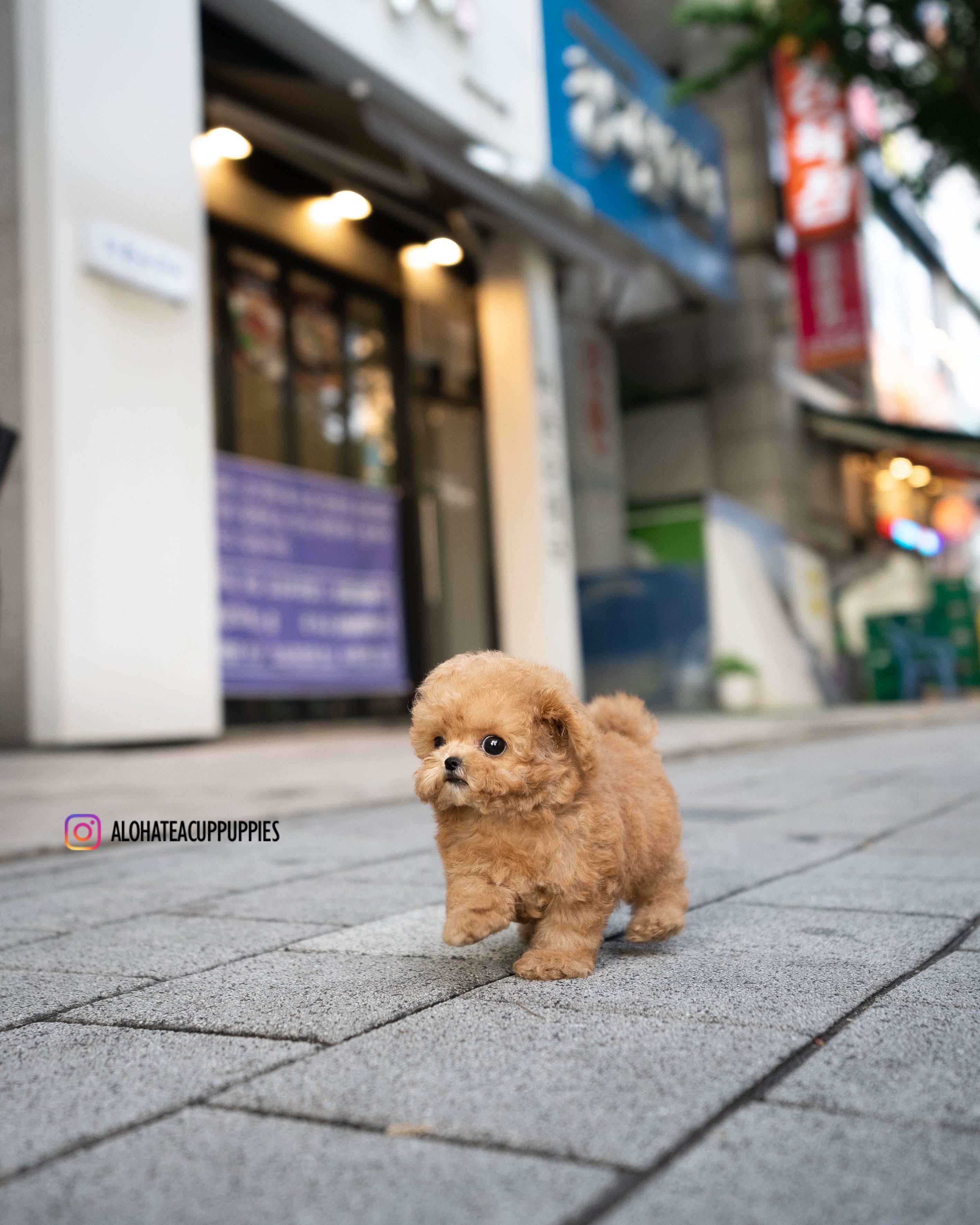 Dolly [TEACUP MALTIPOO]