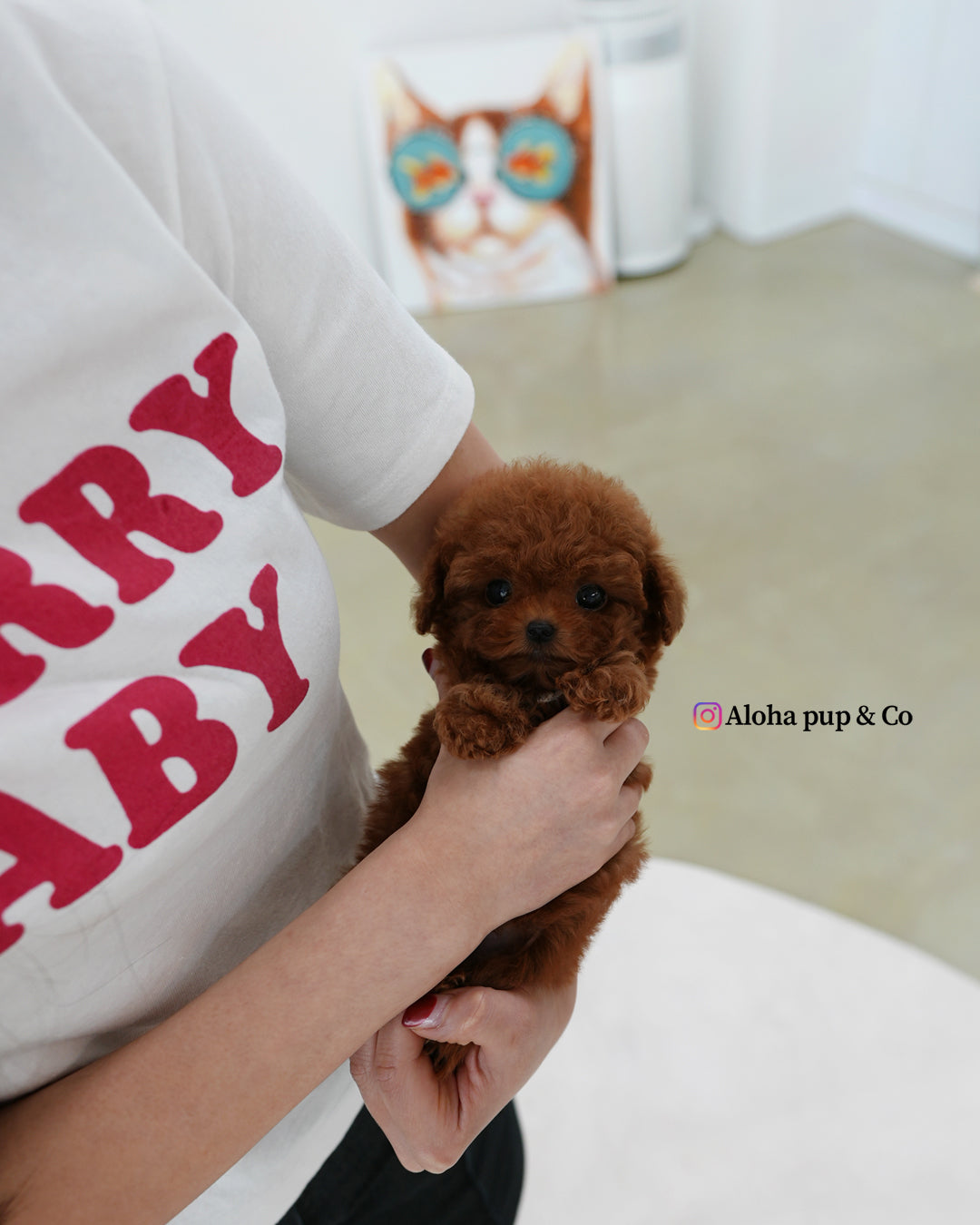 Hani [TEACUP POODLE]