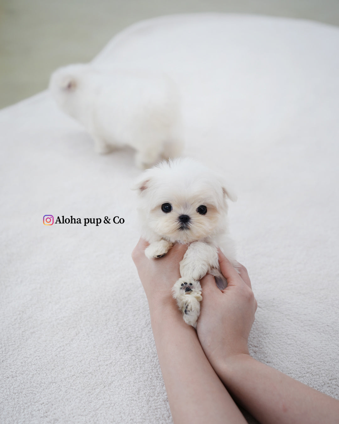 Genie [TEACUP MALTESE]