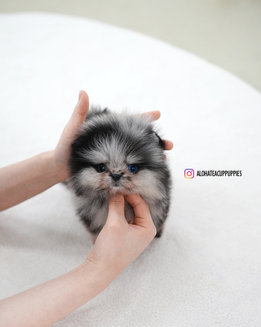 Felix [POMERANIA TAZA DE TÉ]