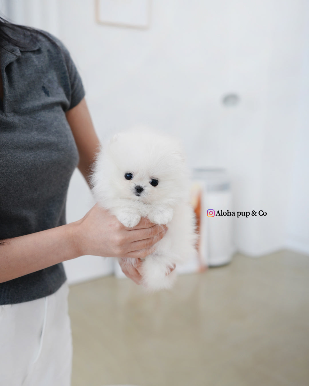 Damie [POMERANIA TAZA DE TÉ]