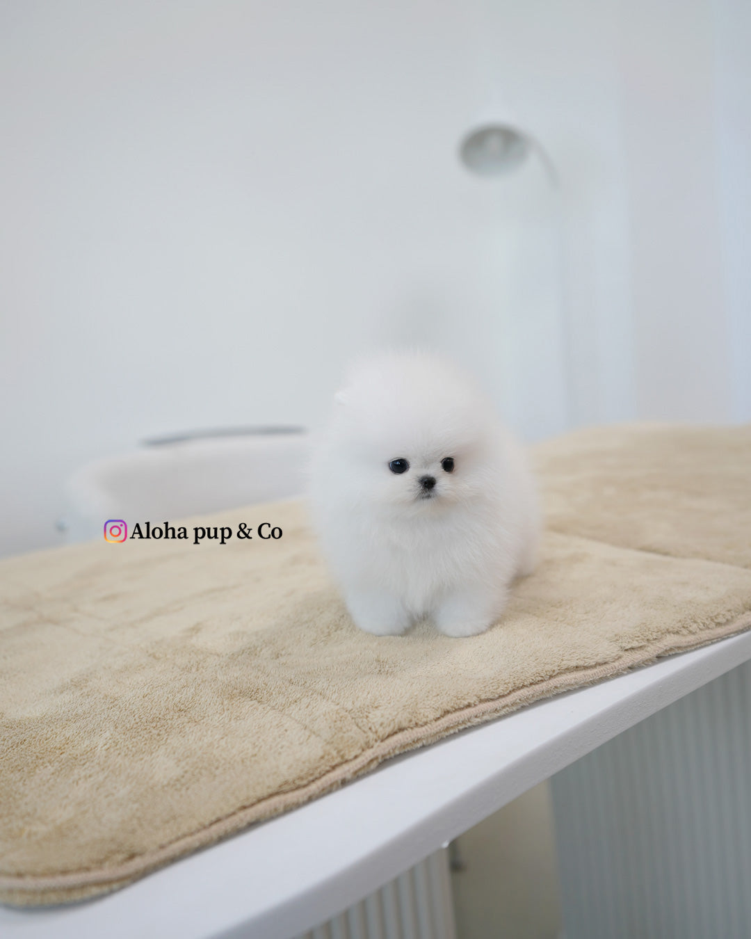 Tom [POMERANIA TIPO TAZA]