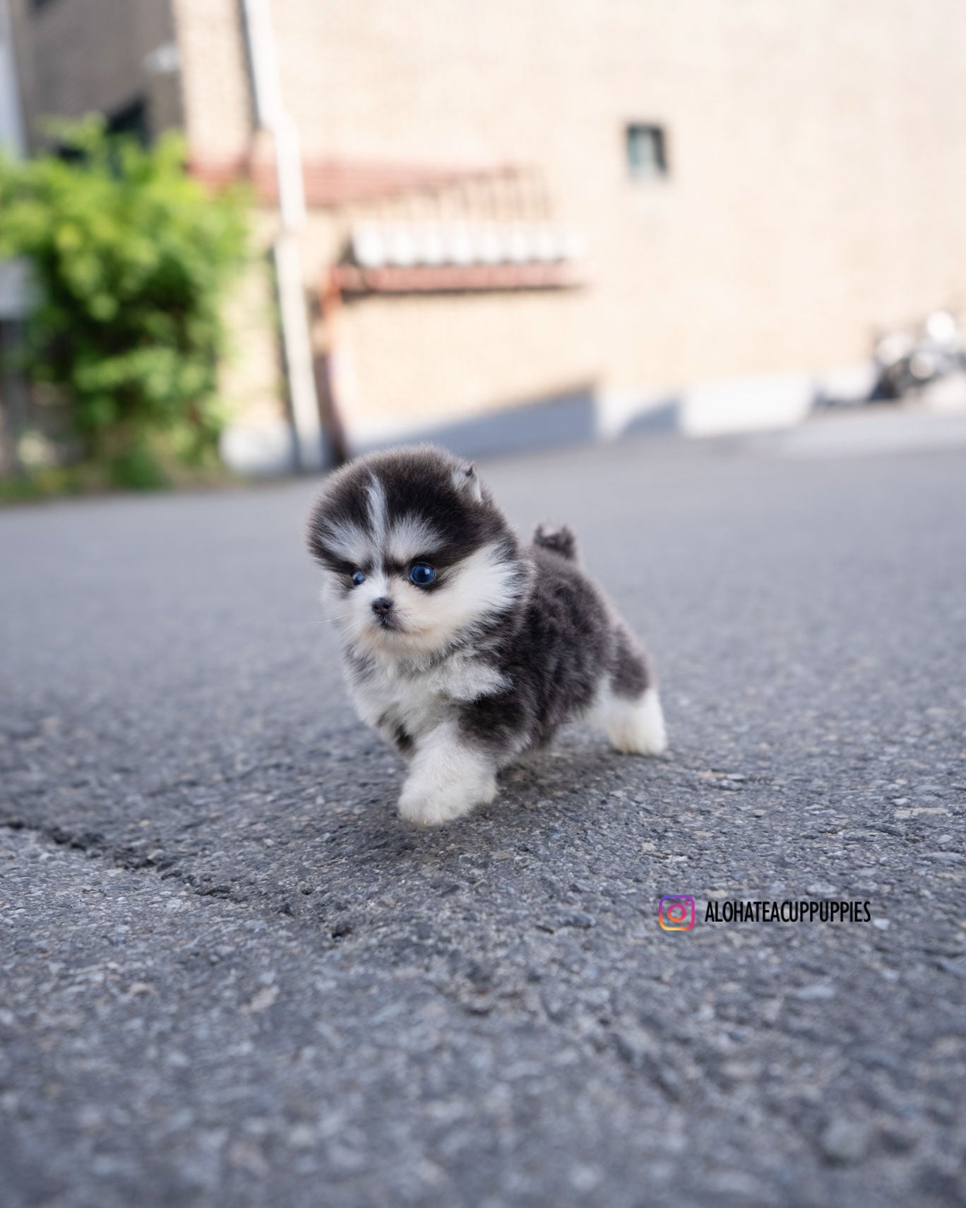 Foufou [TEACUP POMSKY]