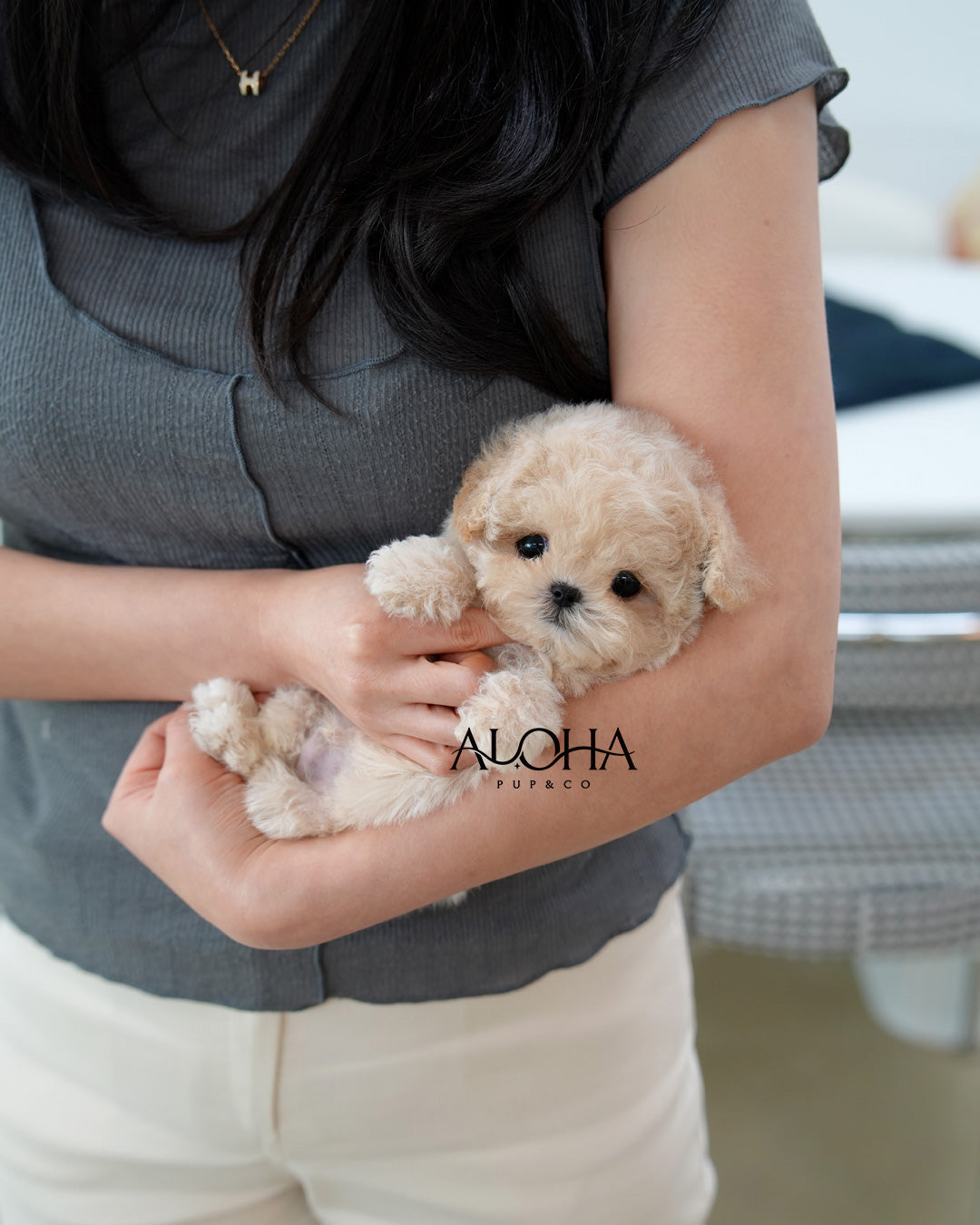 Latte [TEACUP MALTIPOO]