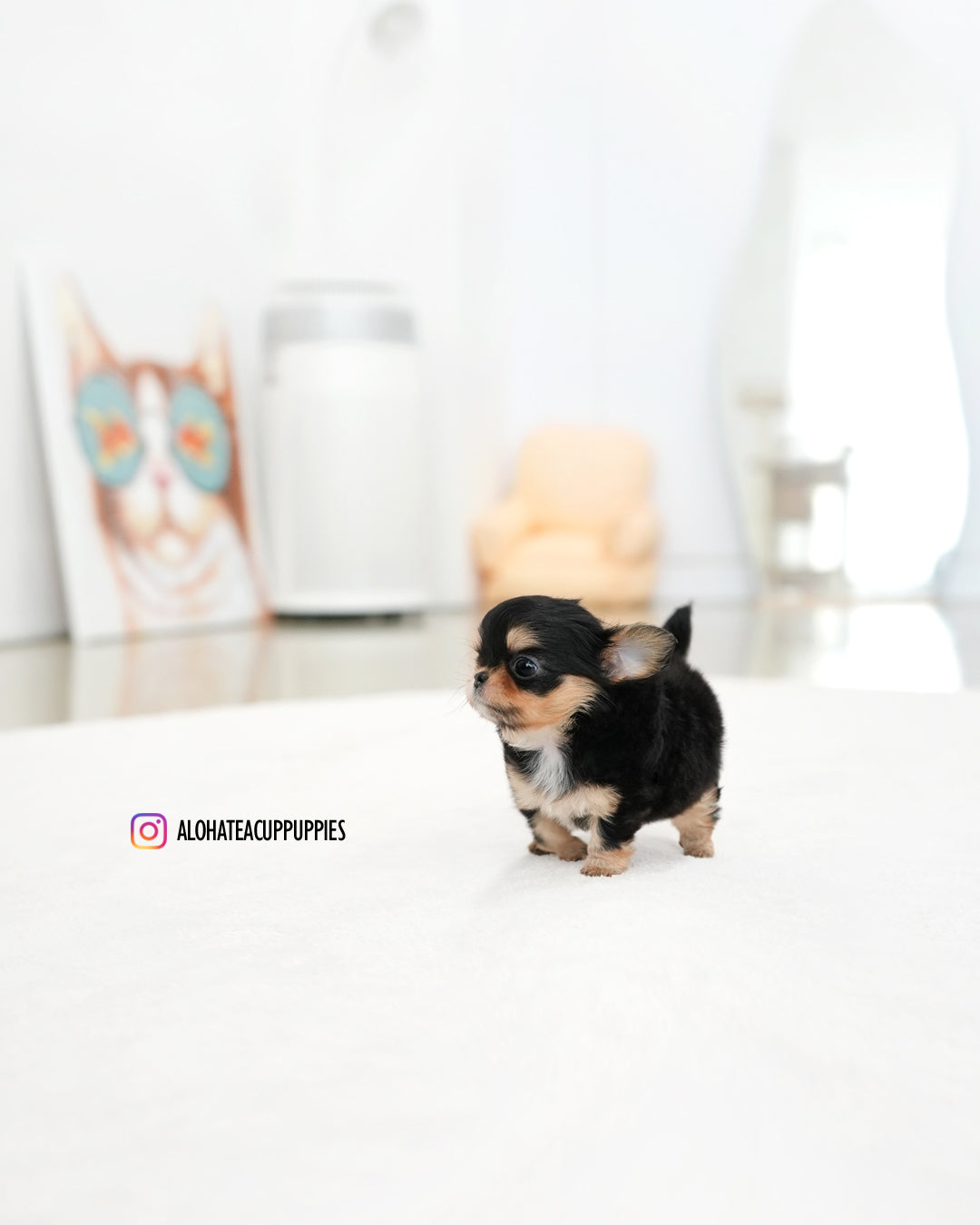 Kiel [TEACUP CHIHUAHUA]