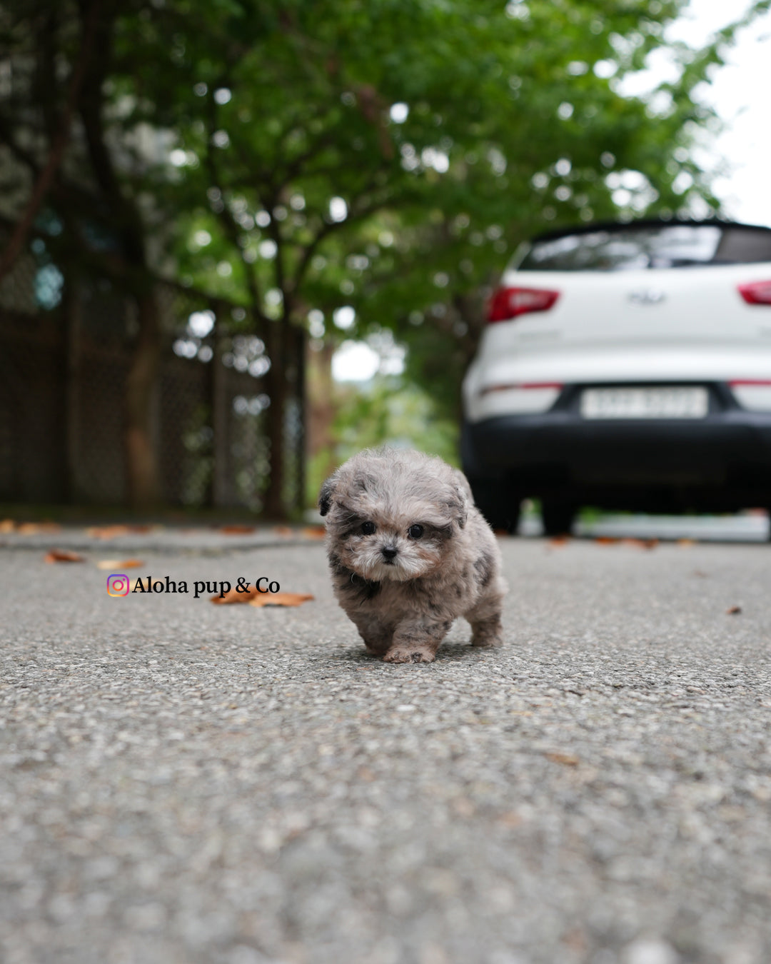 Ollie [TEACUP POODLE]