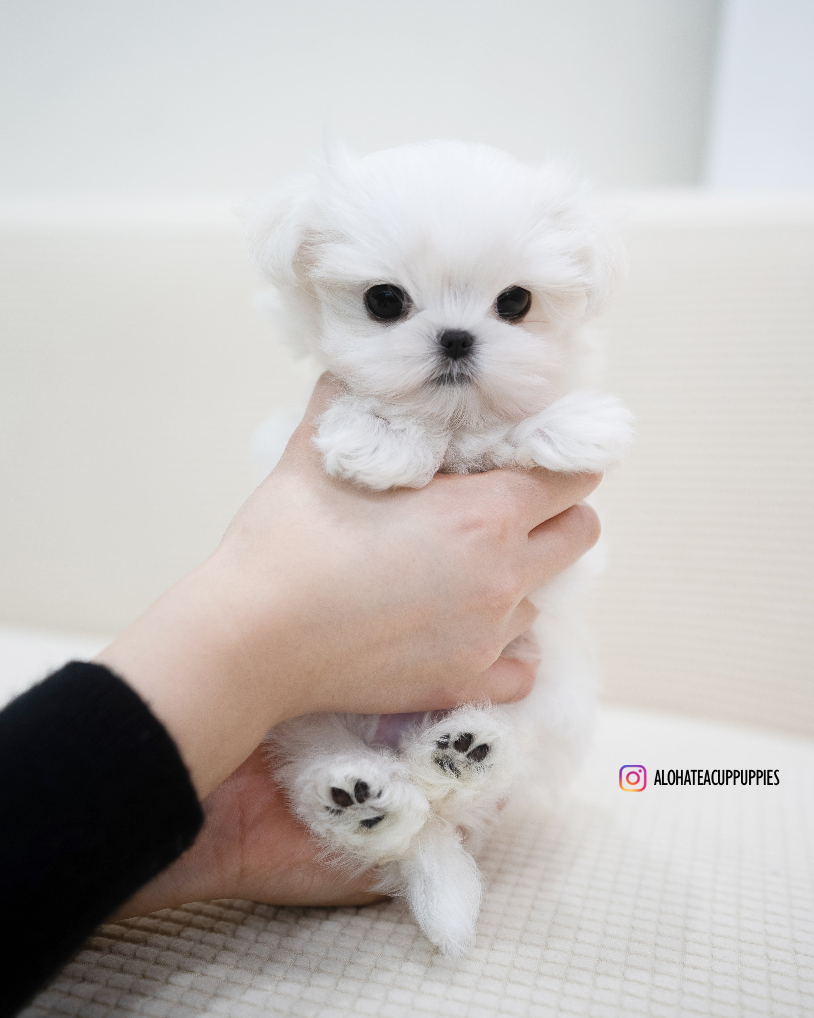 Terry [TEACUP MALTESE]