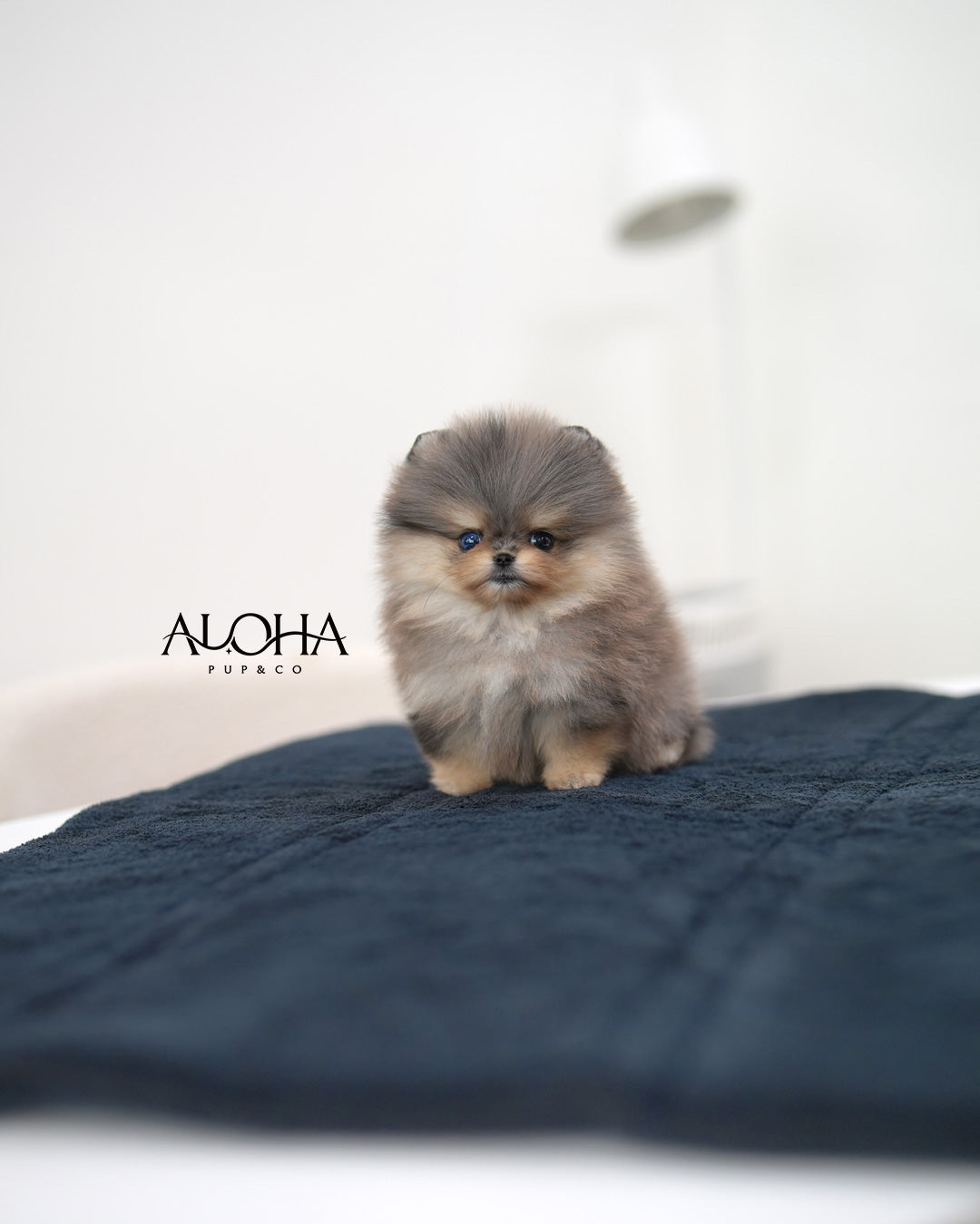 Poco [TEACUP POMERANIAN]