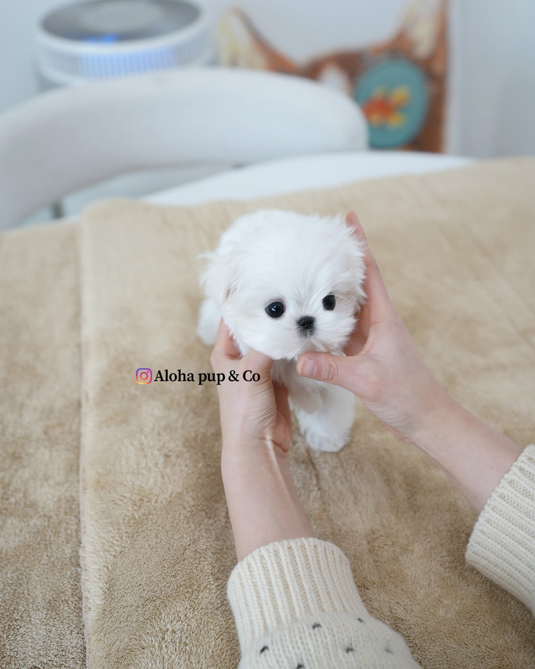 Romio [TEACUP MALTESE]