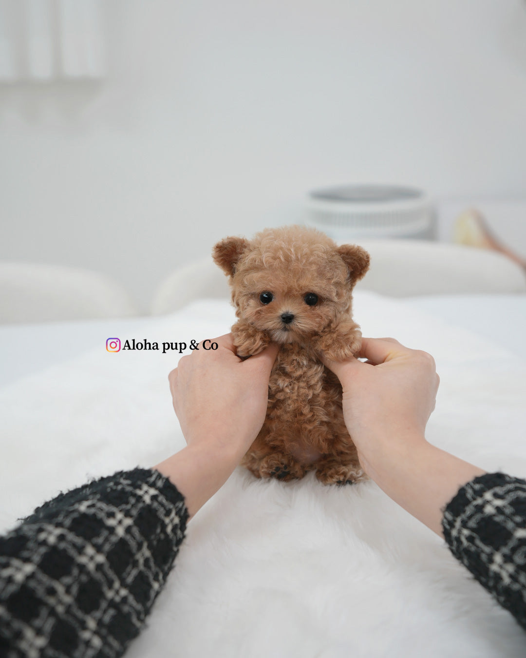 Vivi [TEACUP POODLE]