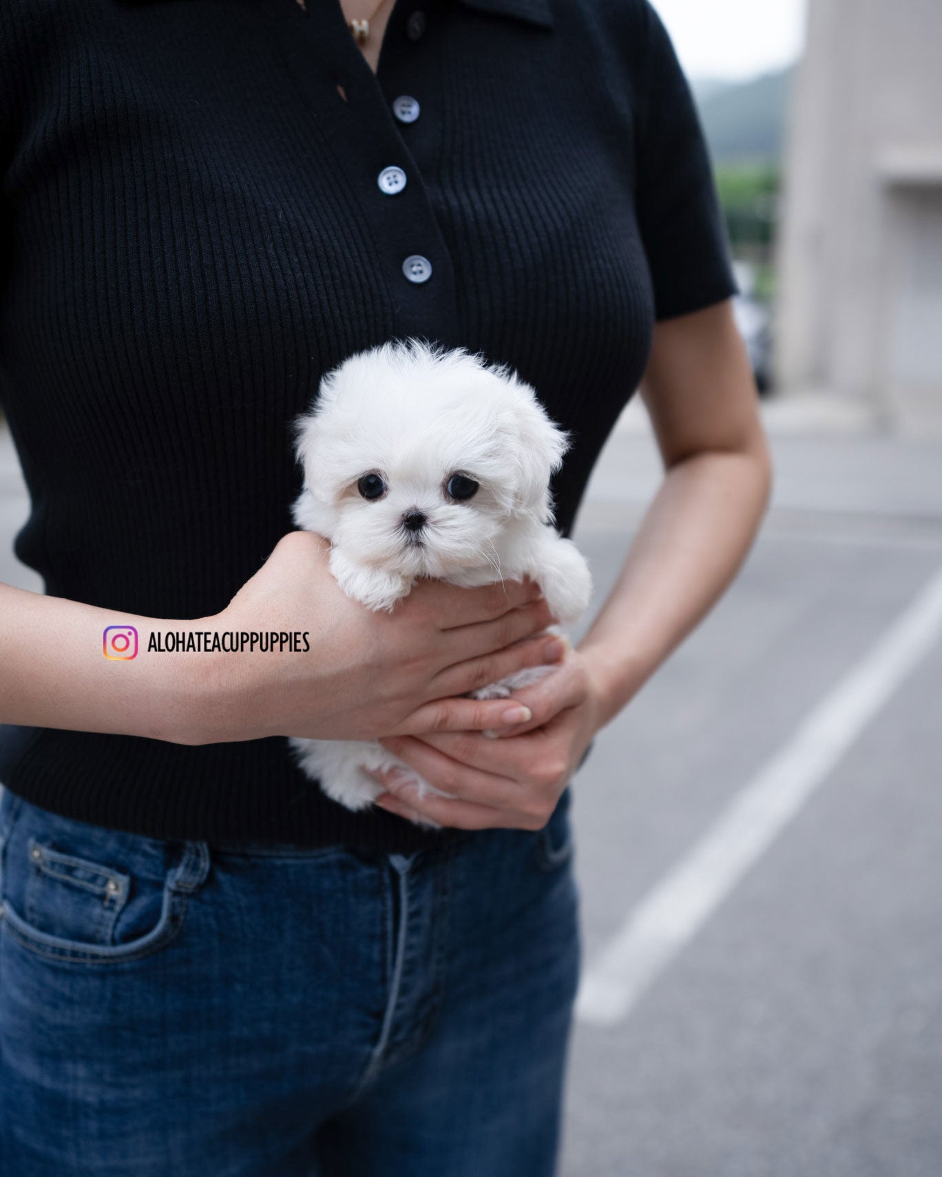 Demi [TEACUP MALTESE]