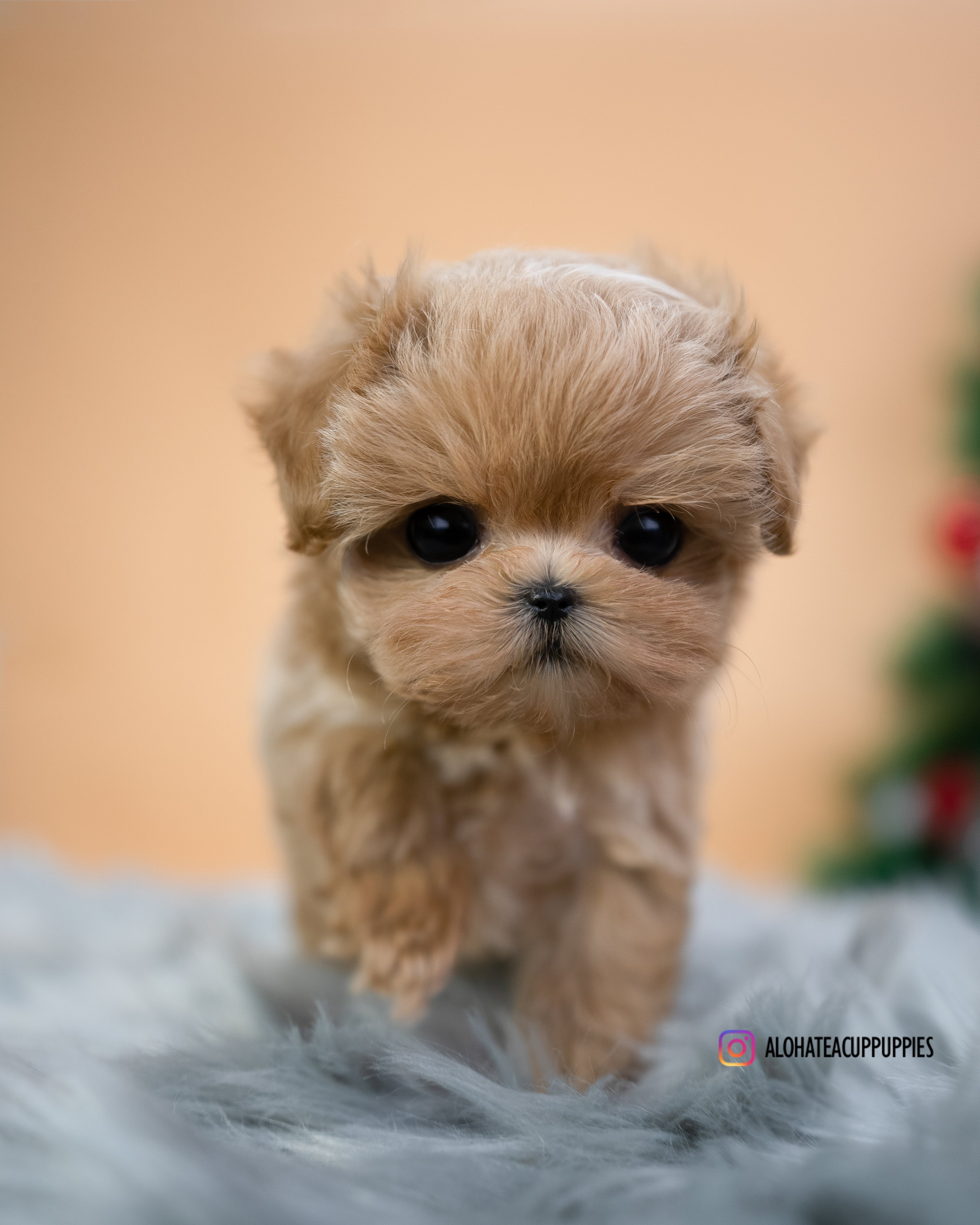 Lucas [TEACUP MALTIPOO]