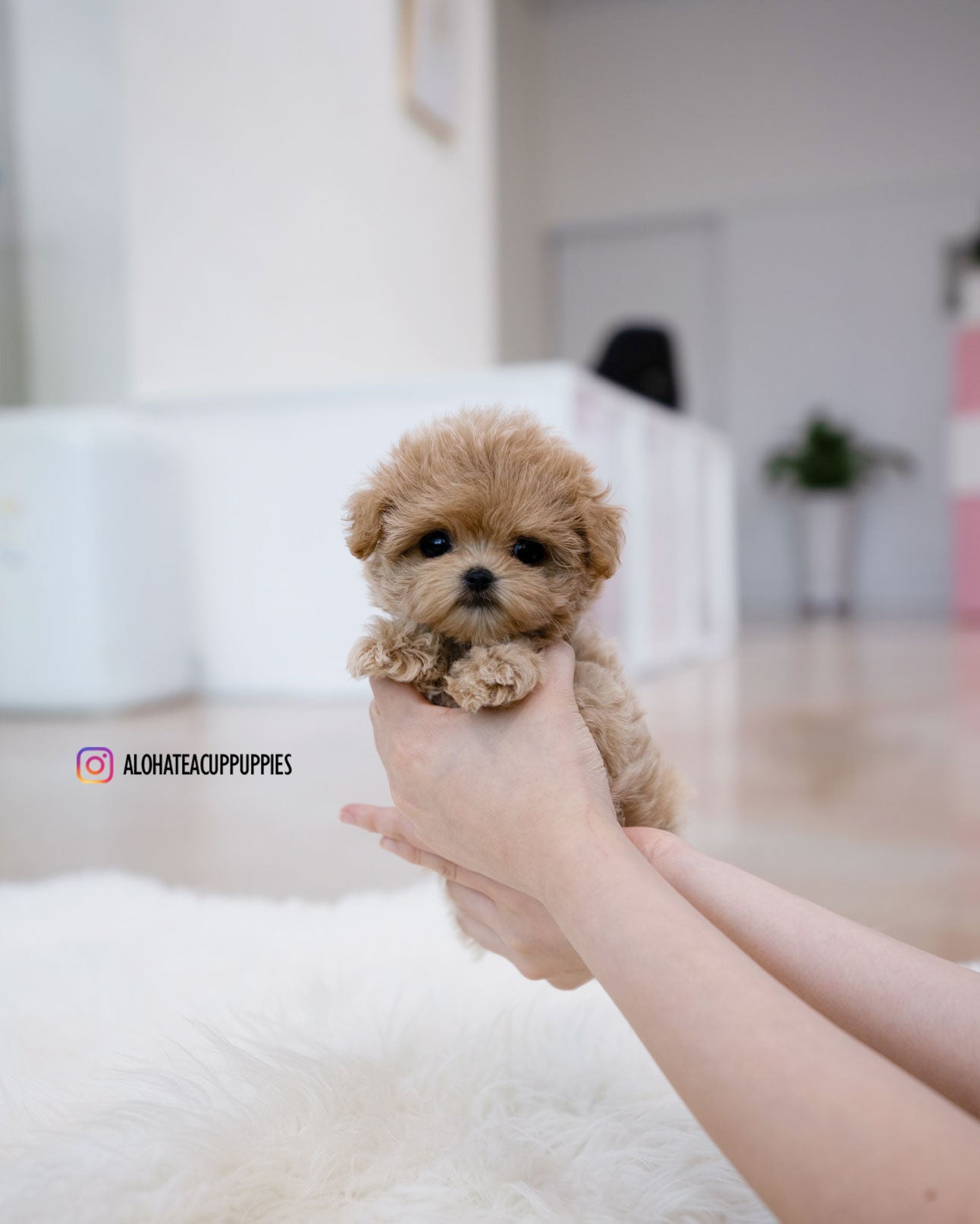 Bunny [TEACUP MALTIPOO]