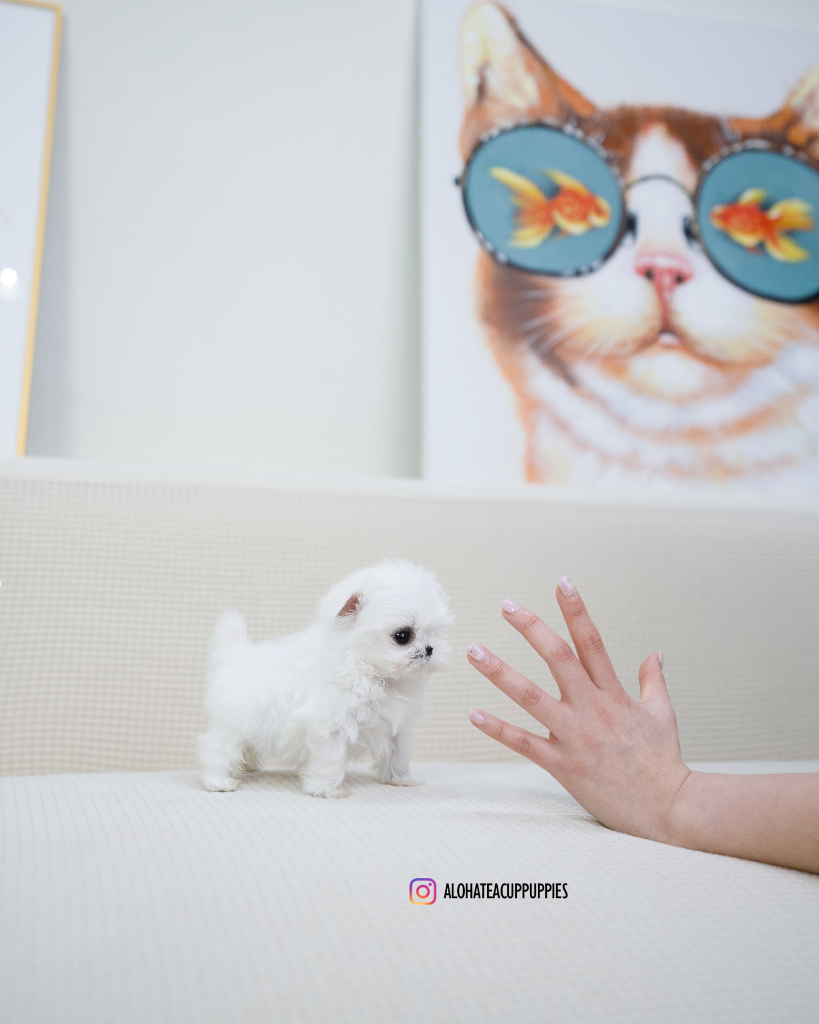 Dior [TEACUP MALTESE]