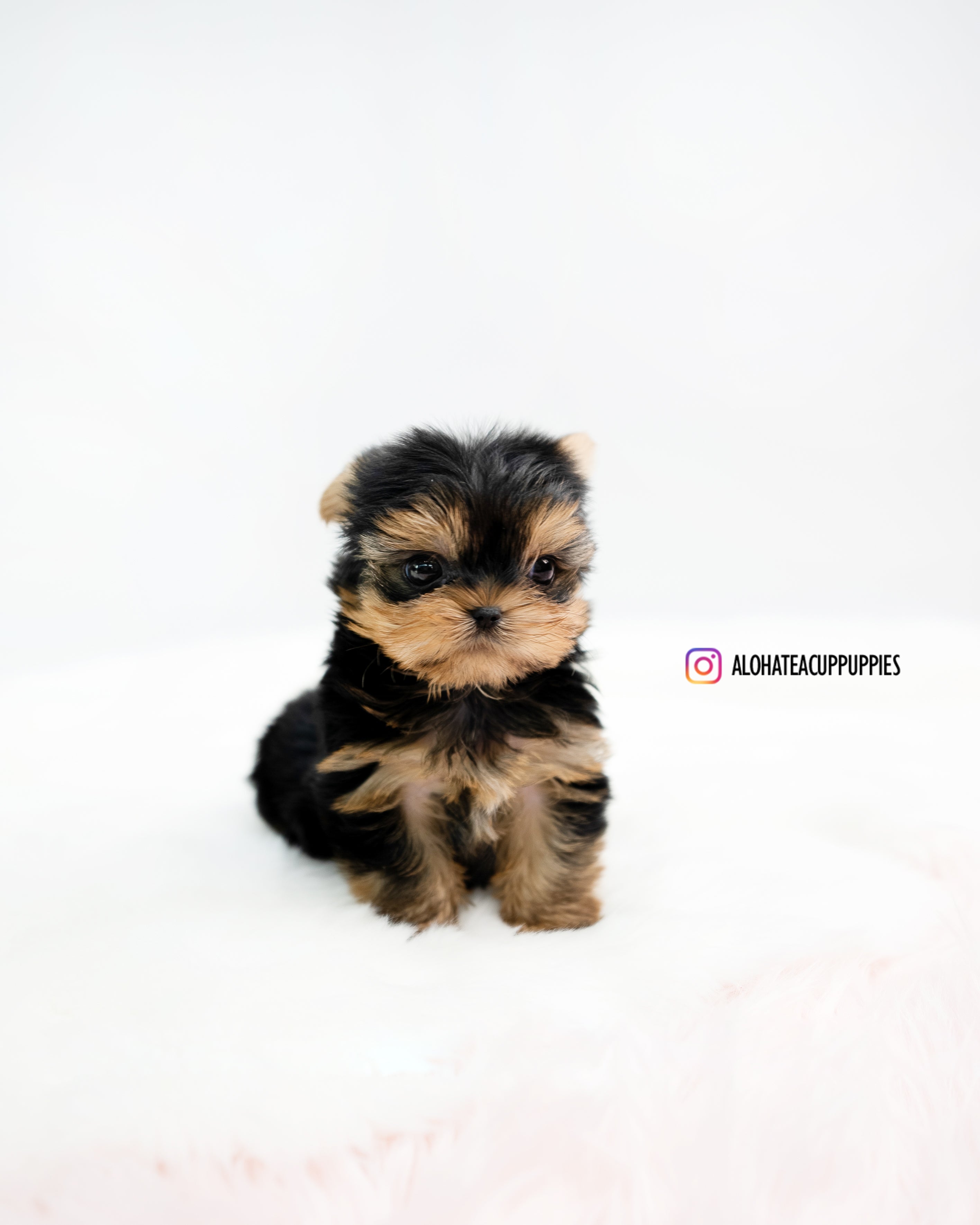 Felix [TEACUP YORKIE]