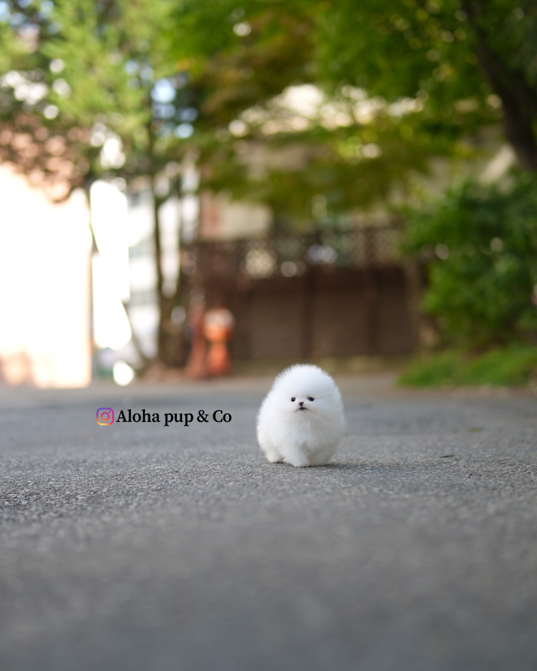 薇薇安 [茶杯博美犬]