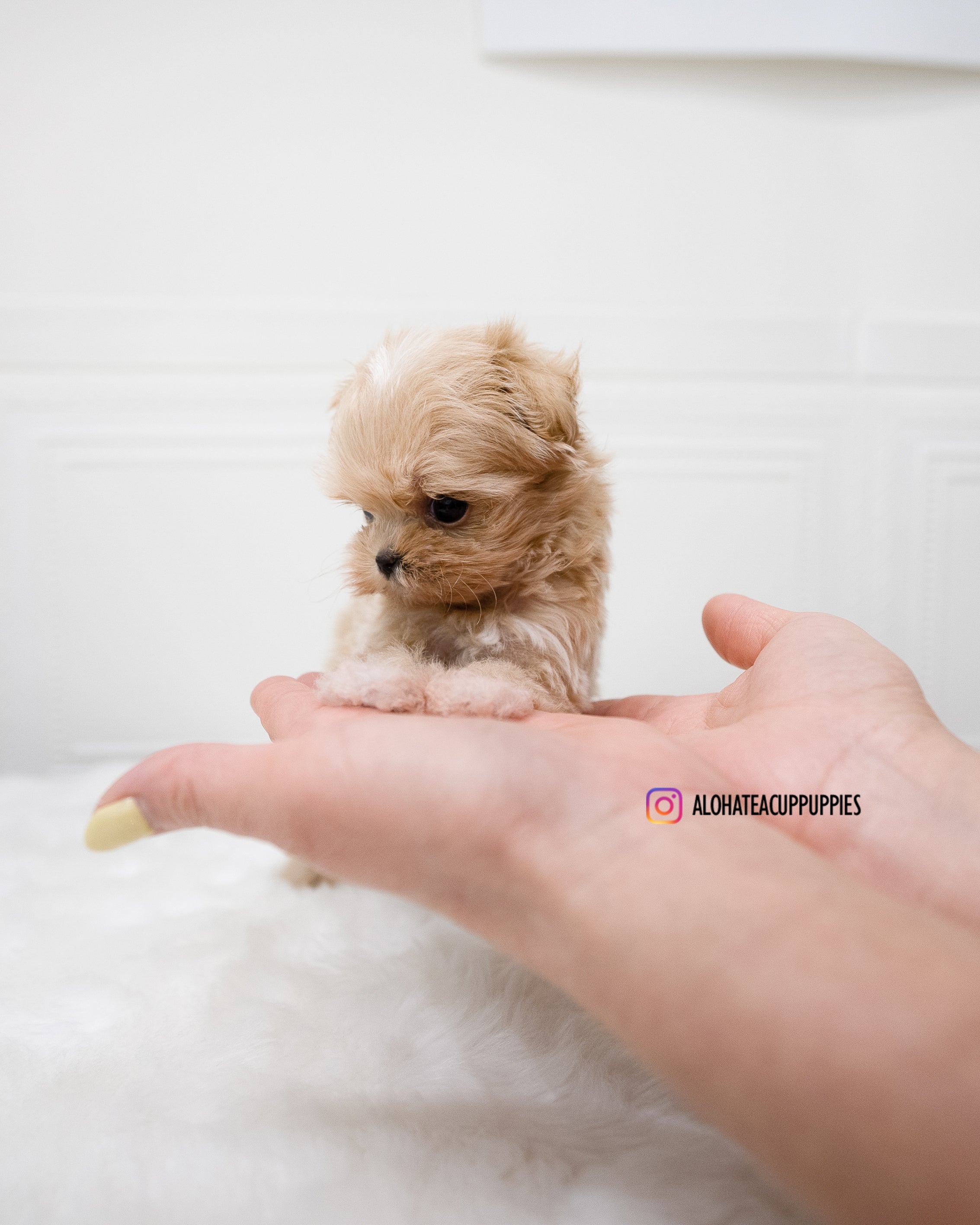 Dicaprio [TEACUP MALTIPOO]