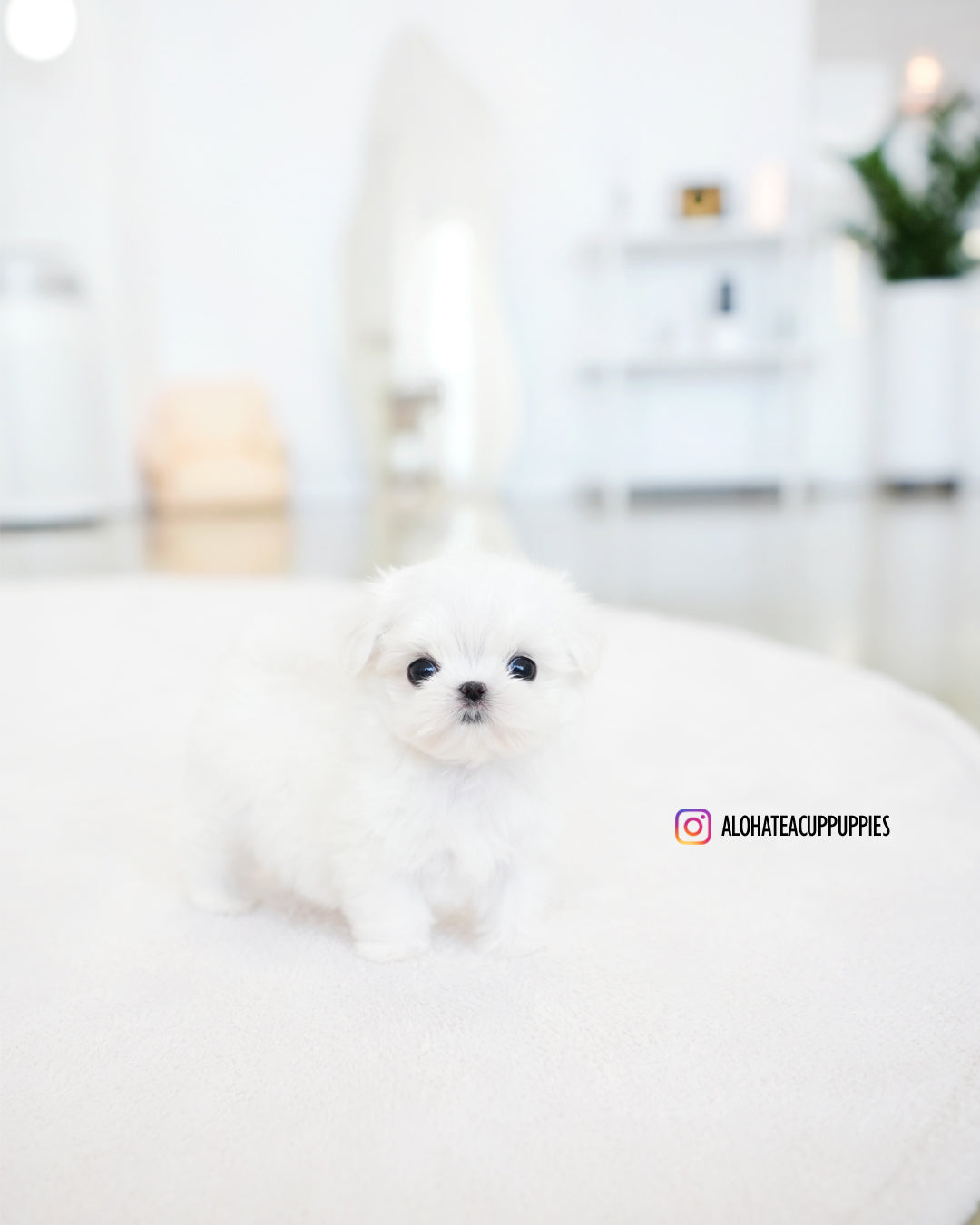 Noel [TEACUP MALTESE]