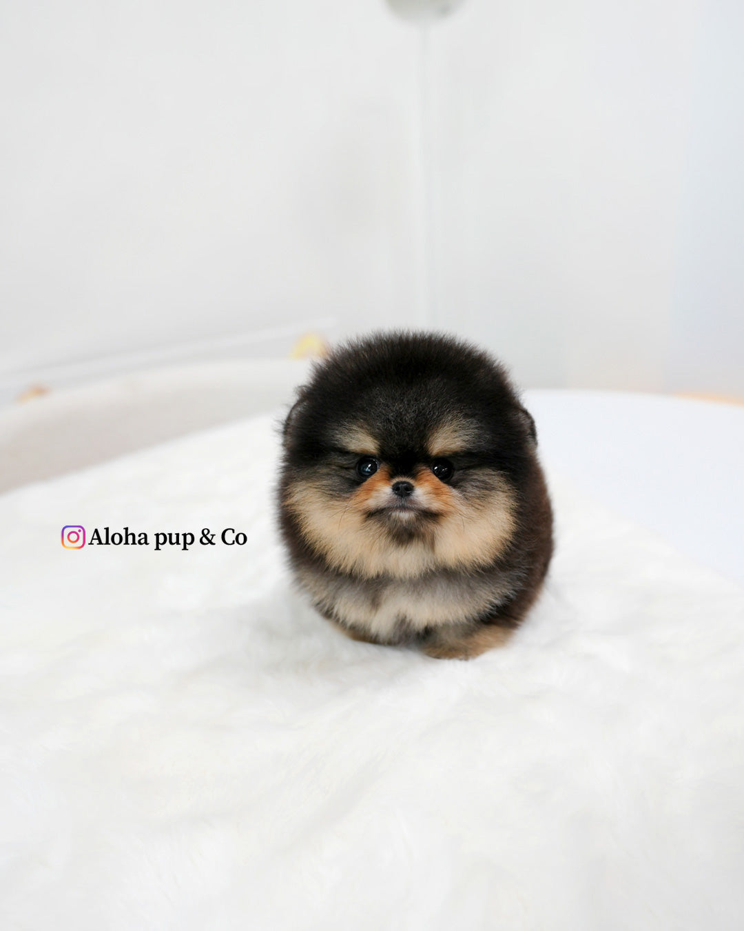 Dolce [POMERANIA DE TAZA]