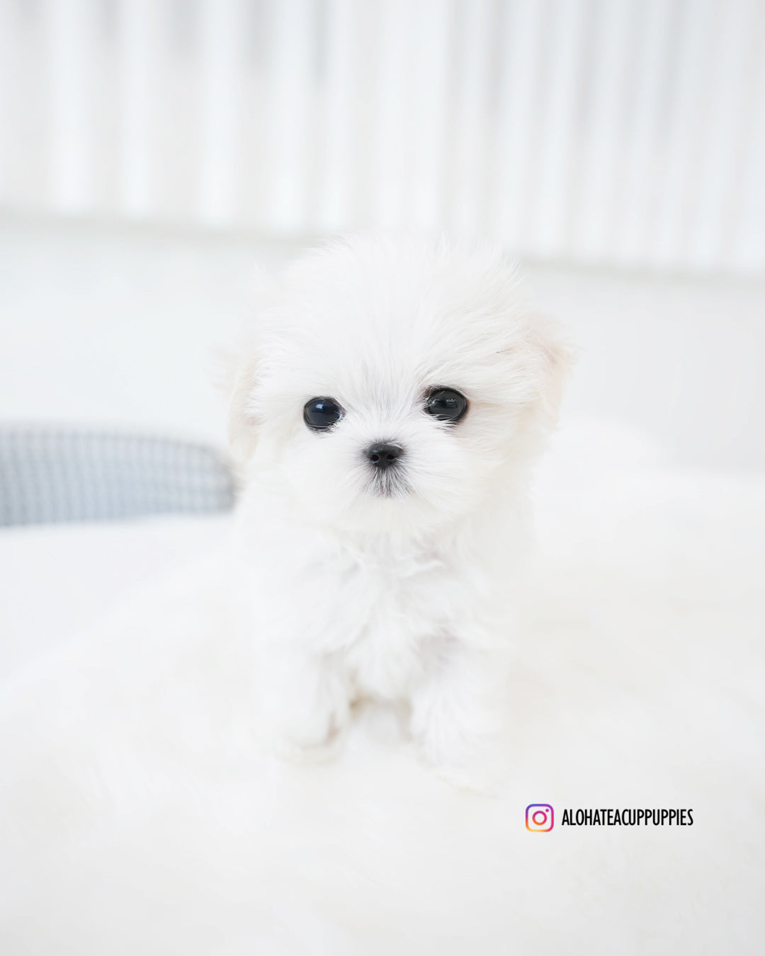 Mason [TEACUP MALTESE]